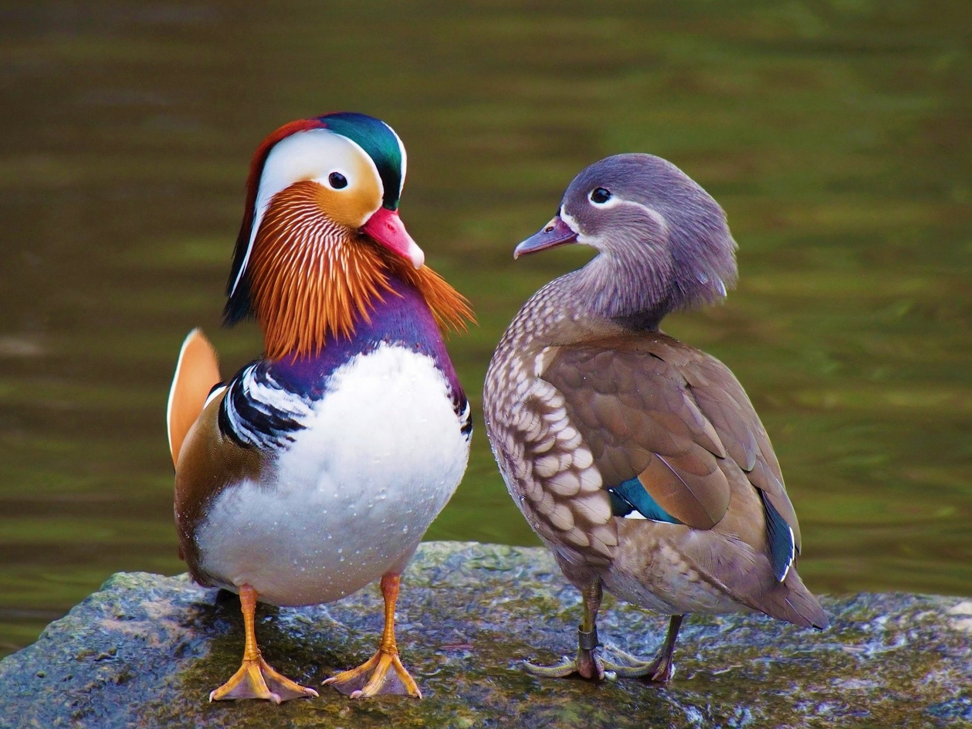 Animal, Couple, Bird, Birds, 1080P, Duck, Mandarin Duck, HD Wallpaper