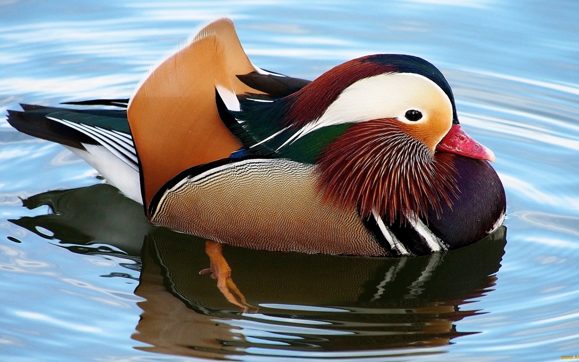 mandarin duck, 1080P, birds, duck, water, HD Wallpaper