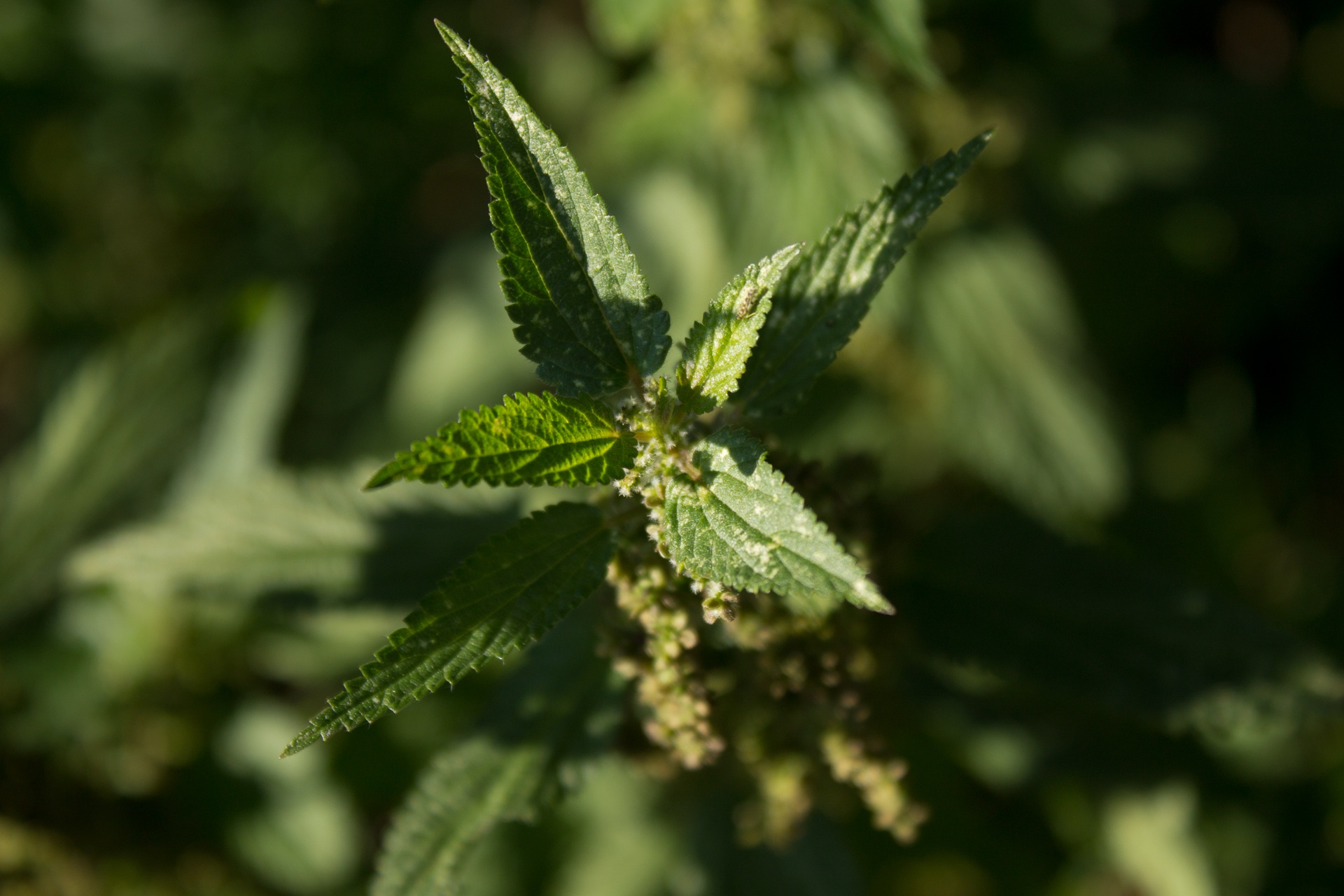 day, weed, nettles, freshness, food and drink, urtica, 1080P, urticaceae, narcotic, leaf, naturopathy, recreational drug, meadow herbs, local, growth, HD Wallpaper