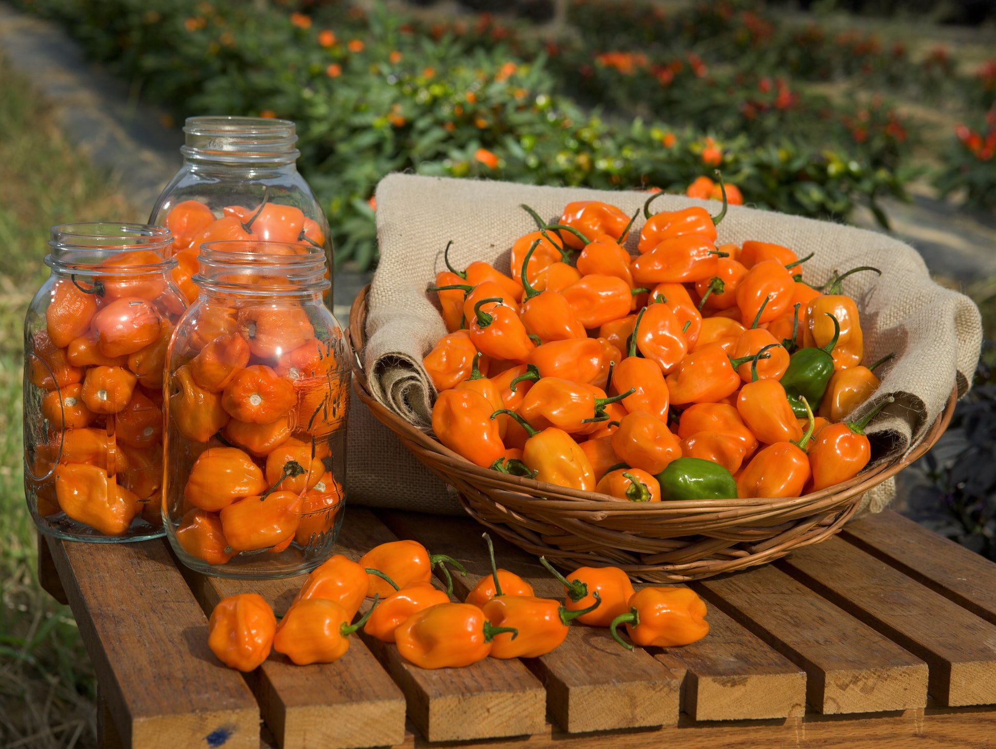 abundance, healthy eating, basket, plant, food and drink, no people, orange, table, Habanero, freshness, food, Pepper, large group of objects, focus on foreground, HD Wallpaper