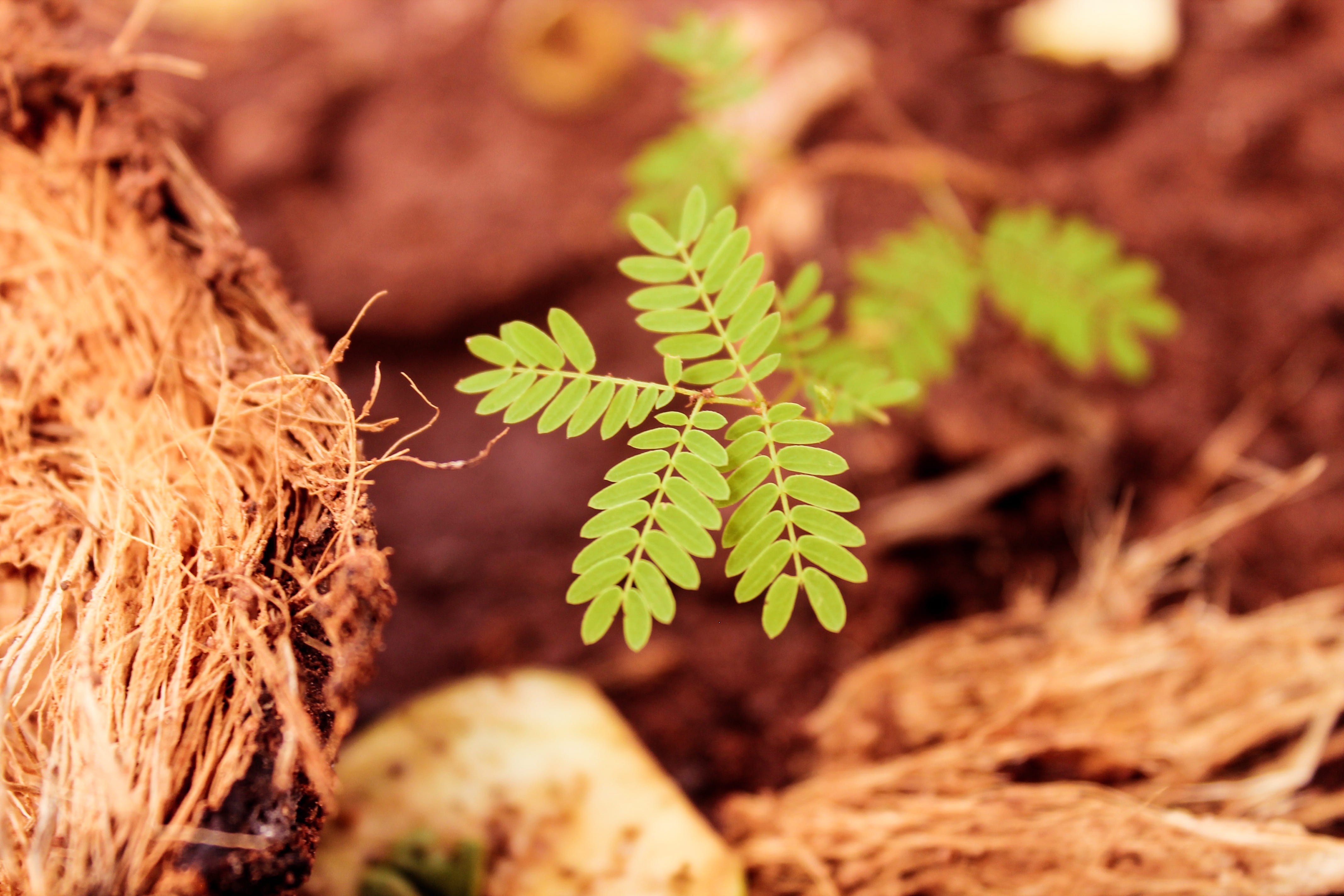 fragility, brown, color, leaves, macro, 4K, lush, vulnerability, food, growth, no people, natural, botany, flora, freshness, high angle view, selective focus, HD Wallpaper
