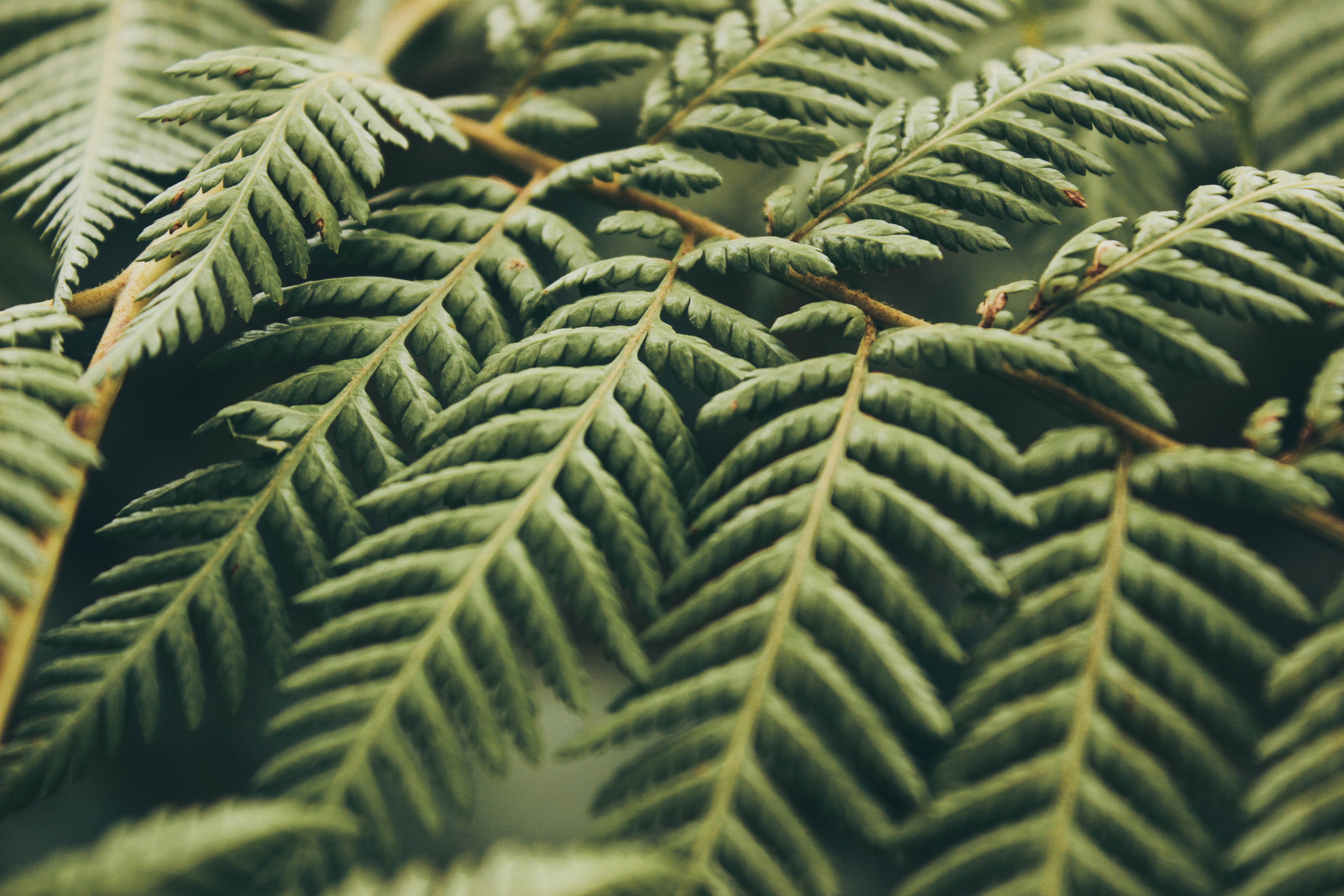 focus, pattern, nature, summer, selective, forest, Leaves, macro, tree, closeup, selective focus, coniferous tree, fern, no People, leaf, green Color, green, HD Wallpaper