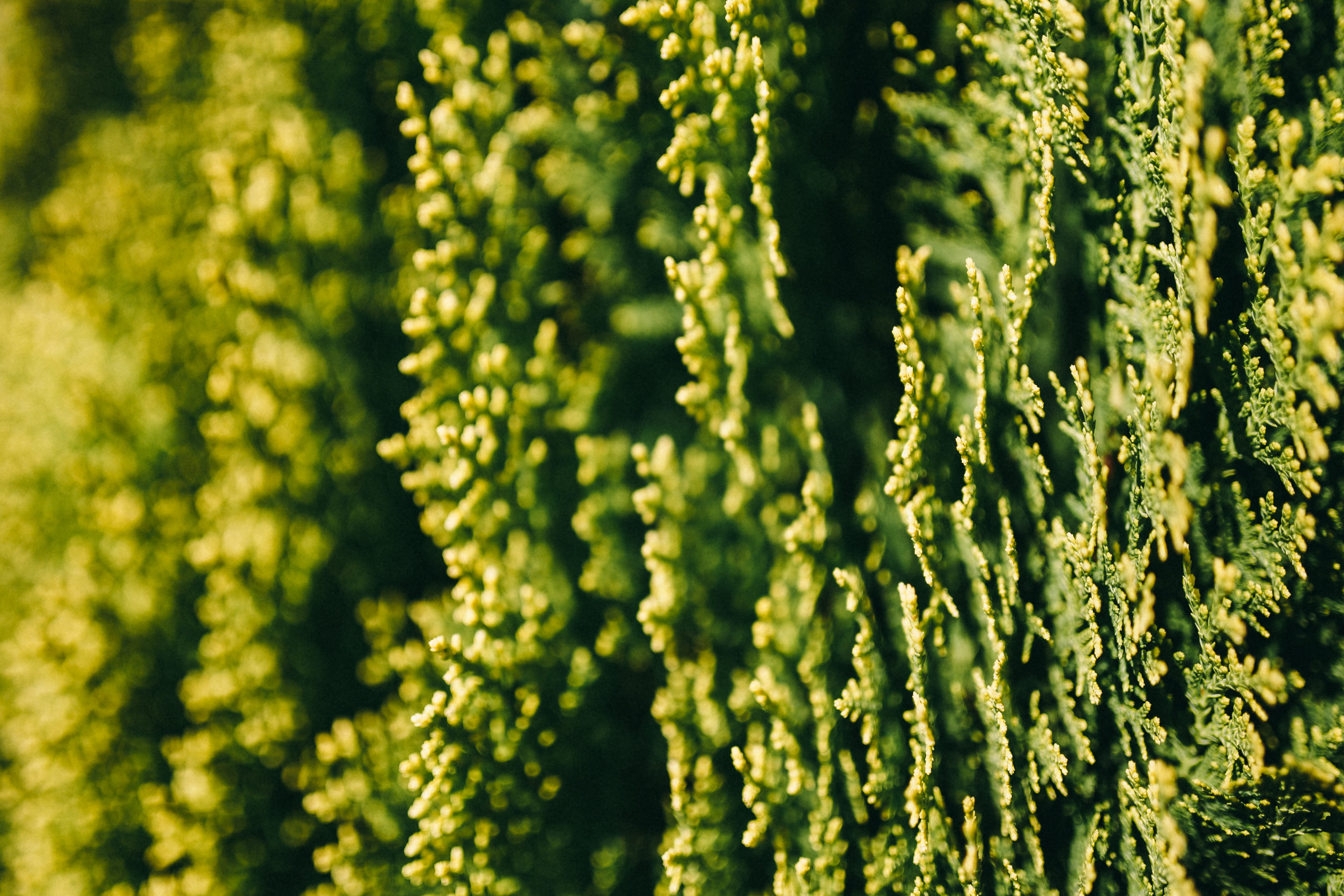 plant, coniferous tree, 5K, focus on foreground, floral, flower, summer, nature, close-up, leaf, tree, plants, macro, flowers, view, no People, pine tree, HD Wallpaper