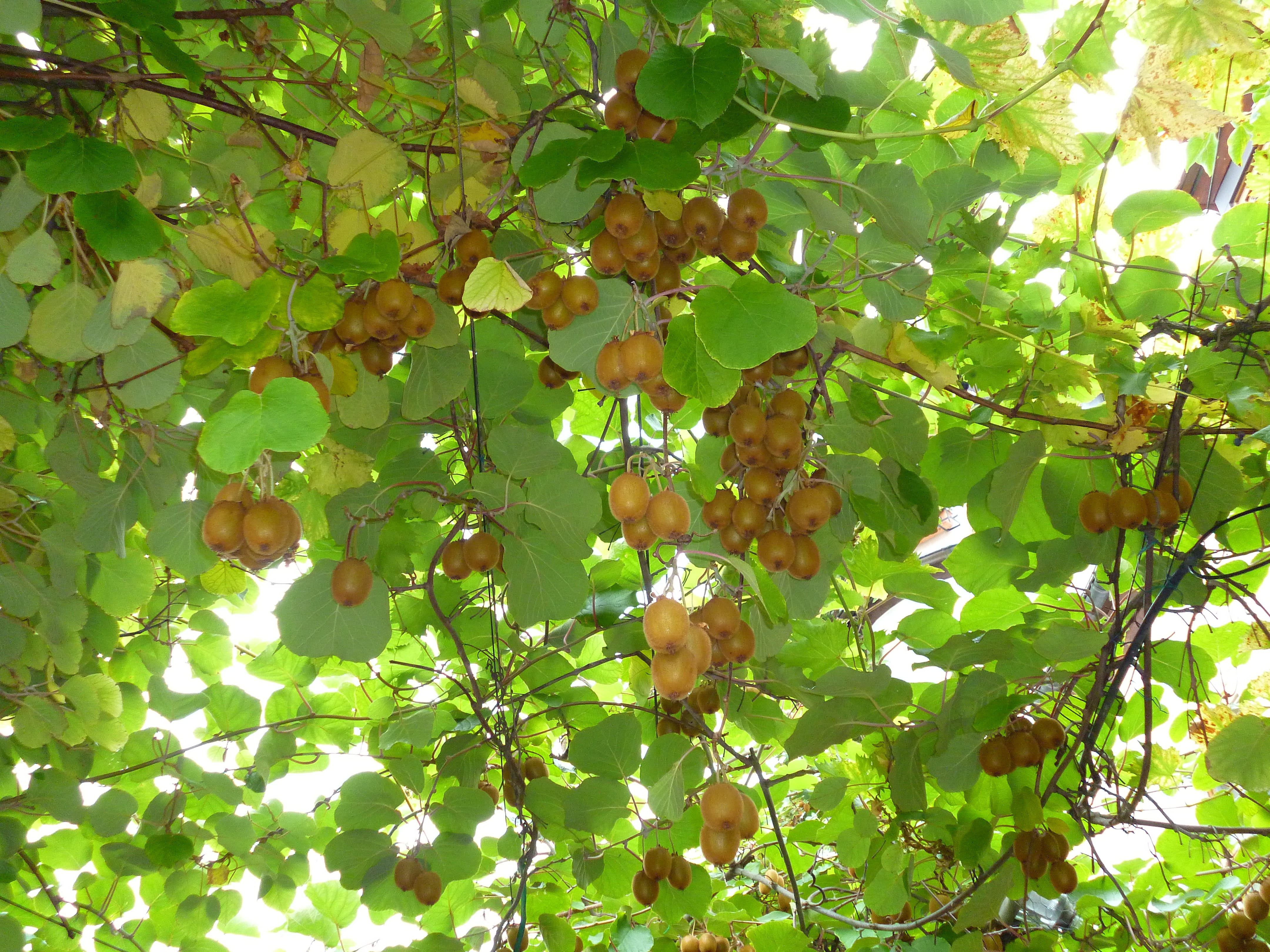 fruit, Kiwis, green Color, backgrounds, leaf, summer, beauty in nature, food, sunlight, close-up, freshness, nature, food and drink, outdoors, Fruits, no people, HD Wallpaper