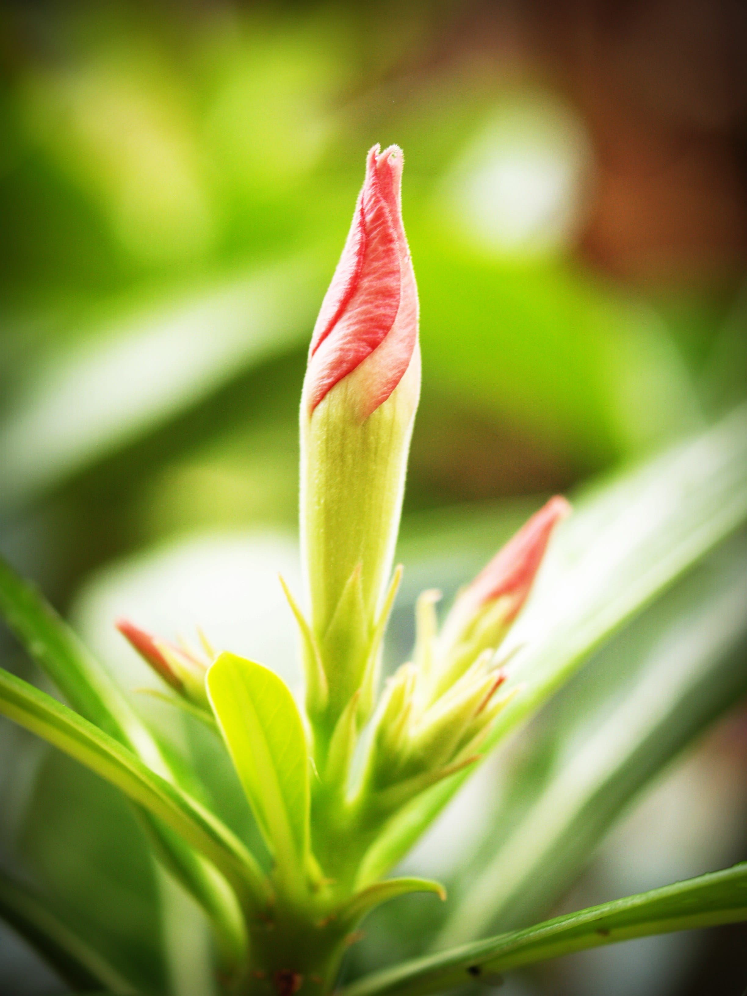 petal, light, botanical, background, lily, summer, pink, outdoors, pretty, biology, blossom, beginnings, beautiful, white, close-up, flower Head, leaf, Phone HD Wallpaper