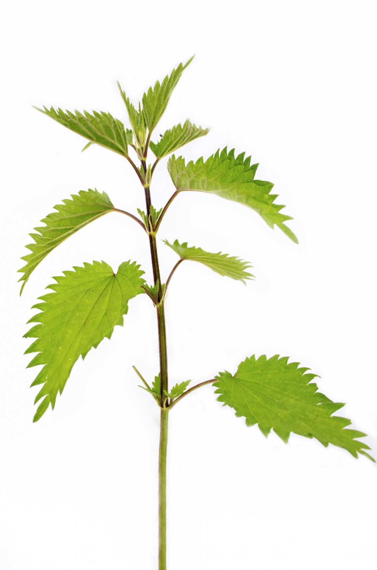 studio shot, food, growth, medicine, thorn, nettle, nature, object, botany, background, healthcare and medicine, outdoors, 1080P, plant, white background, Phone HD Wallpaper