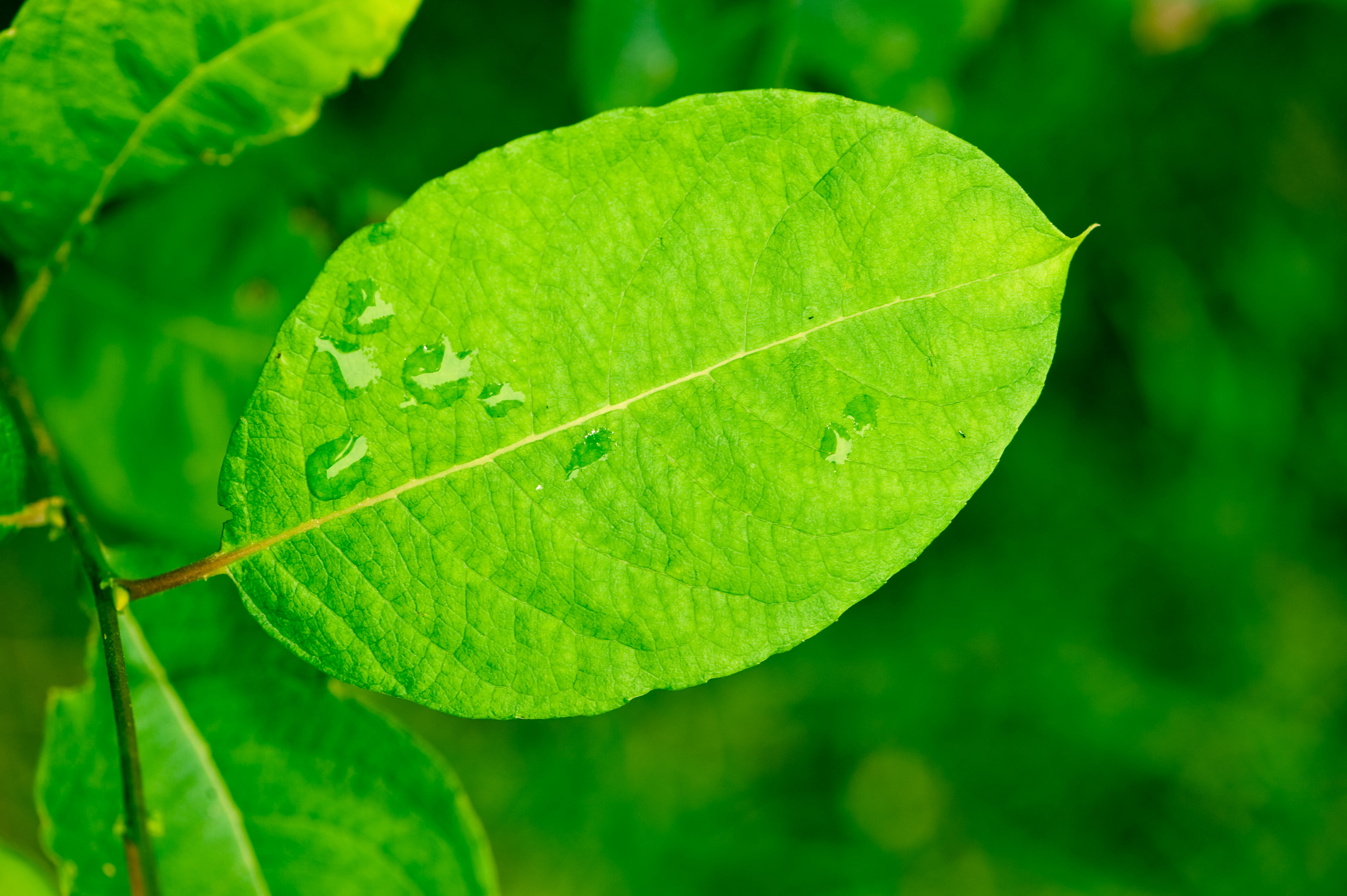 high, green, shallow, shallow focus, forest, retina  display, plant, freshness, green is beautiful, makro, environment, still  life, rich, 4K, leaf  bug, HD Wallpaper