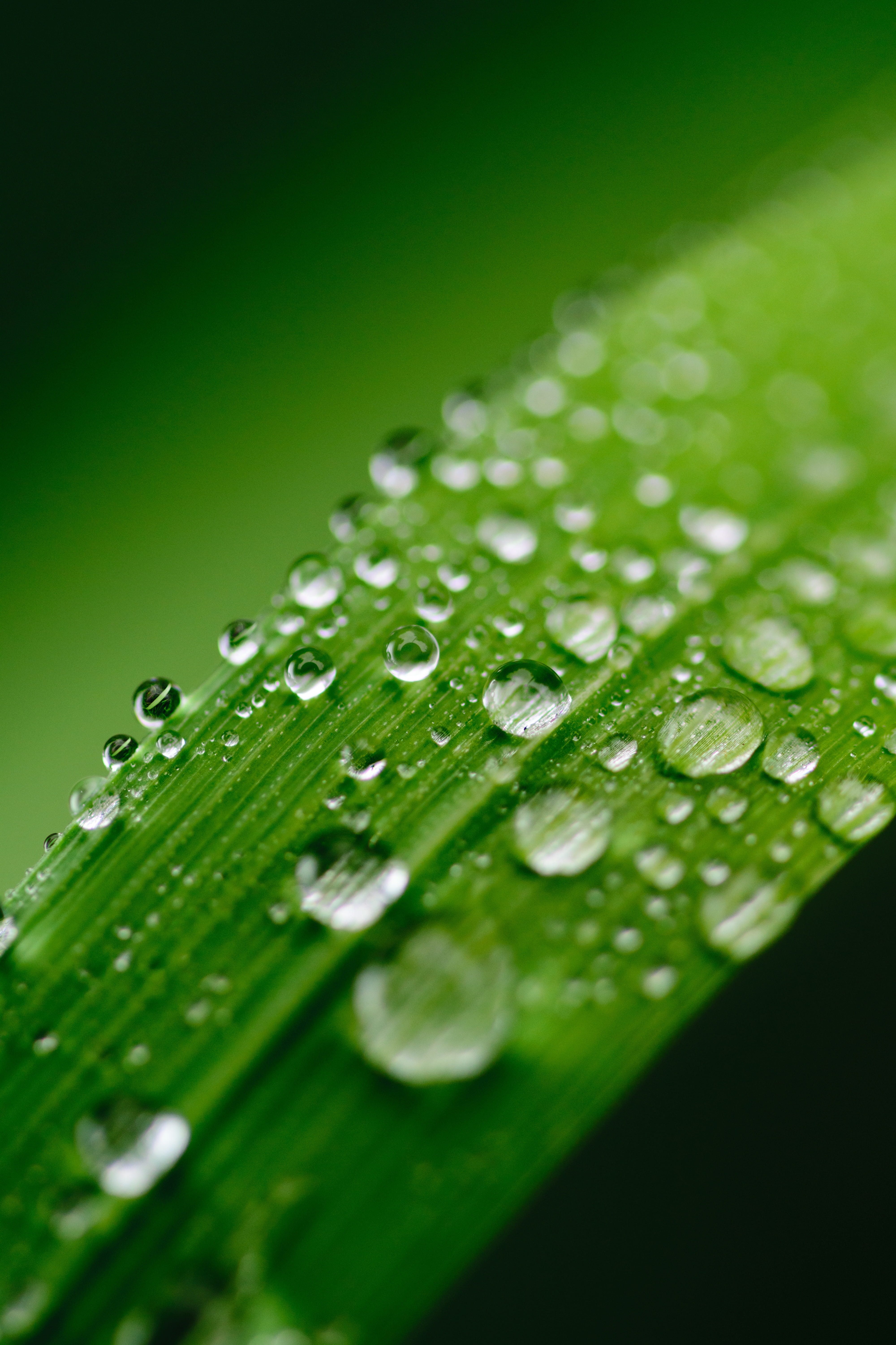 garden, Grass, aqua, drop, texture, clear, splash, environment, spring, color, close-up, 5K, foliage, bright, outdoors, ecology, semitransparency, green, Phone HD Wallpaper