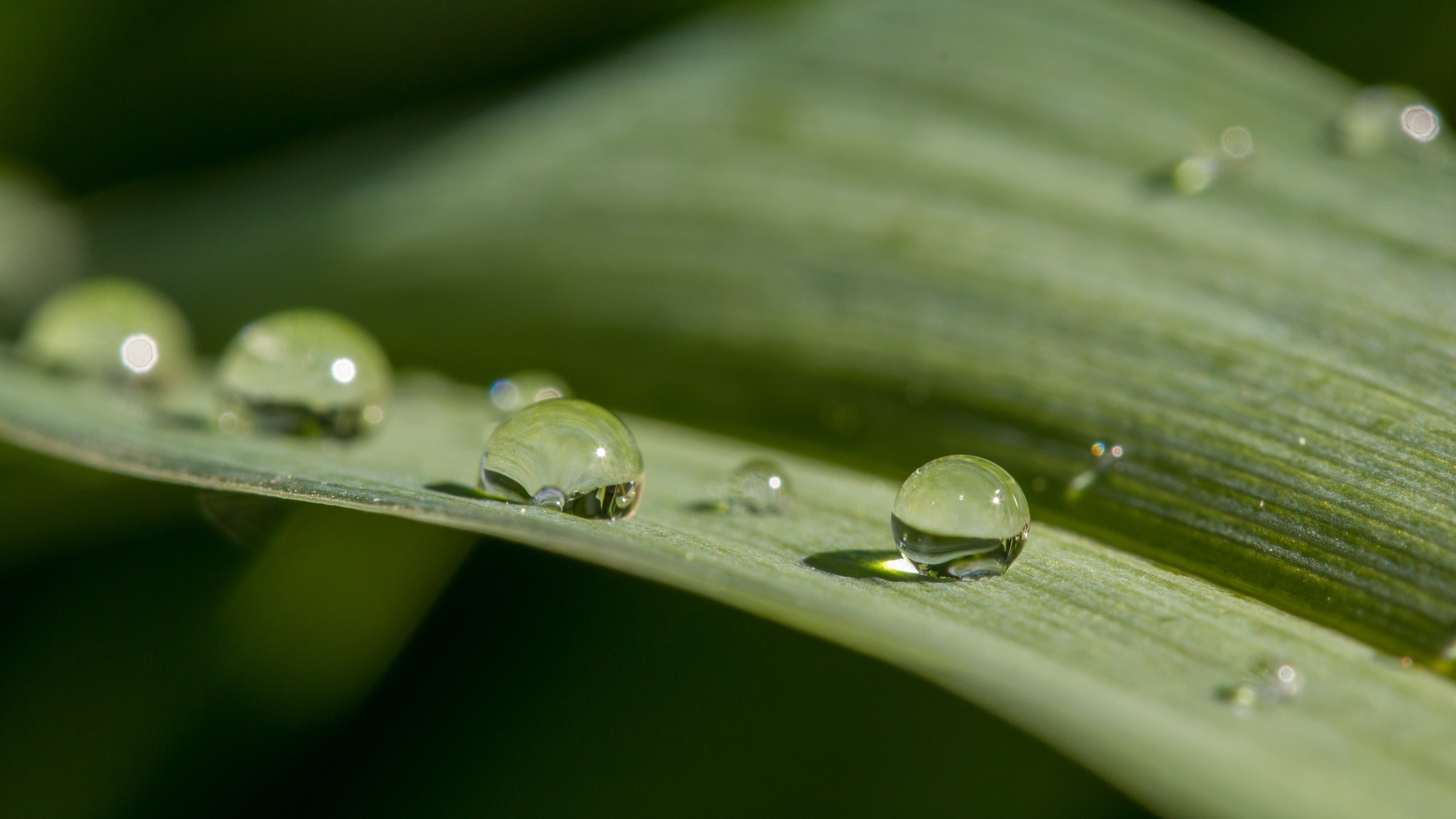 freshness, wet, environment, liquid, 5K, droplet, photography, leaves, leaf, goutte, eau, water, rain, nature, coucou, backgrounds, plant, summer, dew, HD Wallpaper