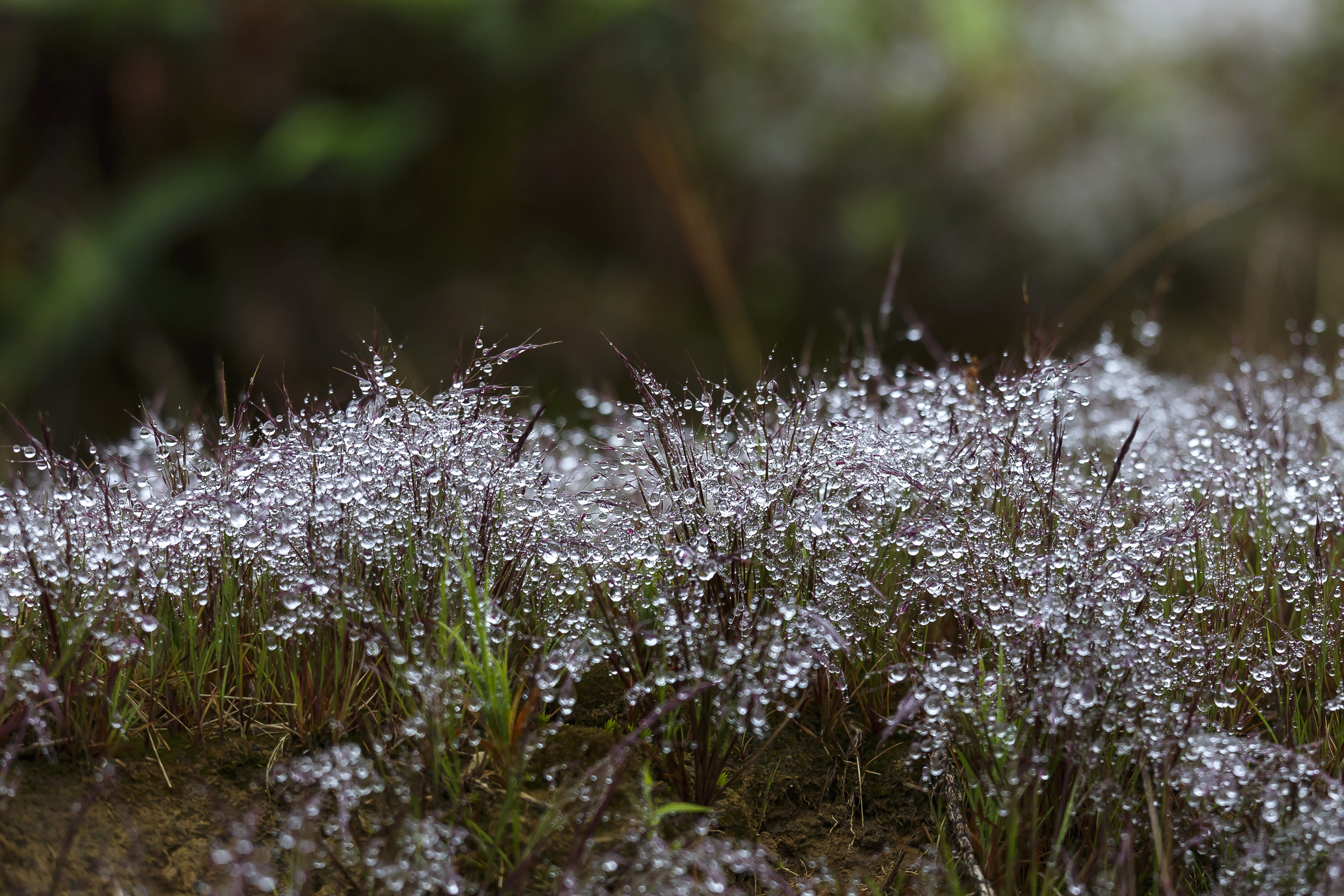 near, summer, selective, the morning, sunrise, pink, selective focus, beauty in nature, 5K, growth, neck, moss, the field, the drops of water, land, plant, HD Wallpaper