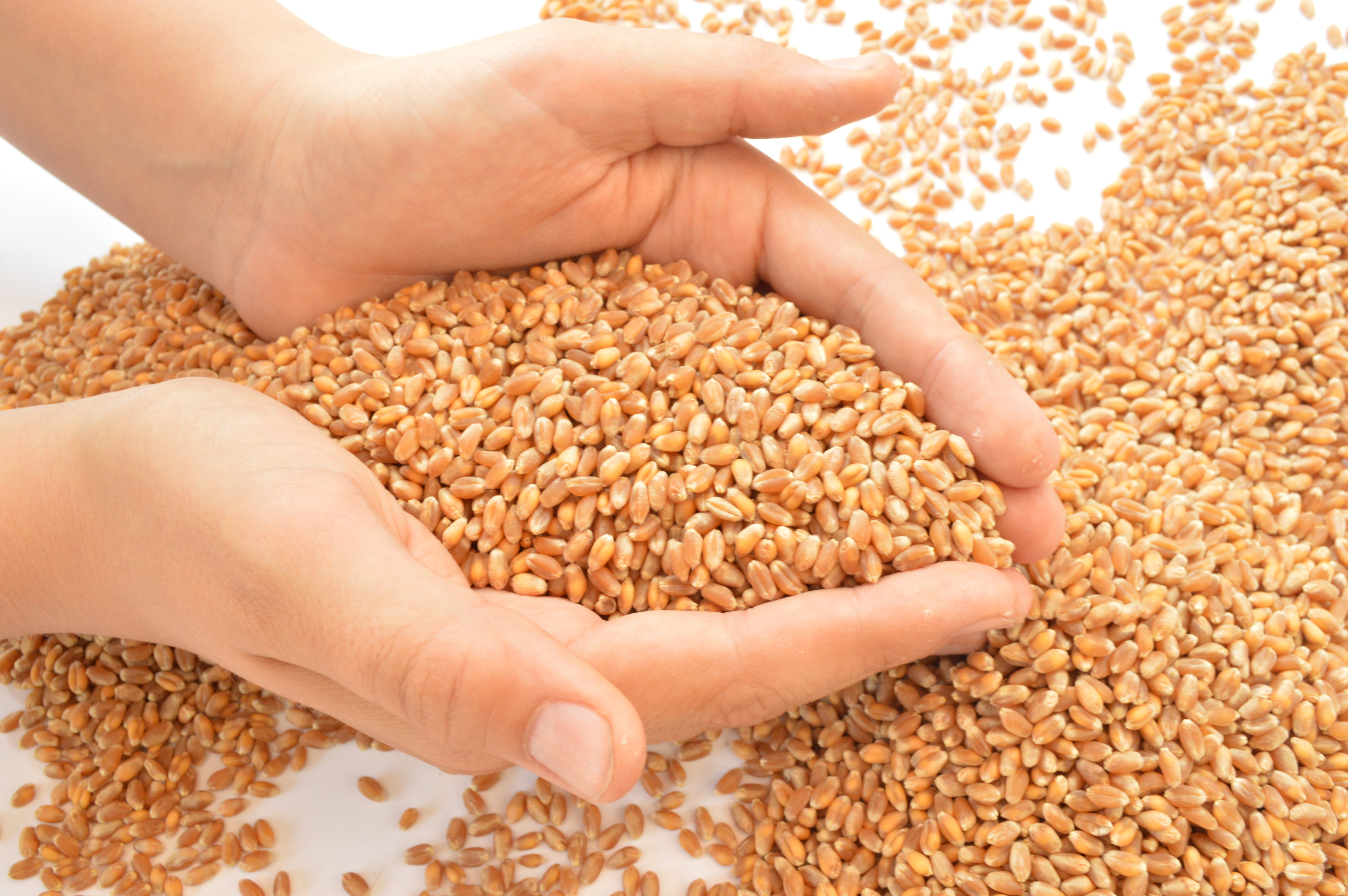 raw food, plant, human hand, hands, seed, human body part, real people, crop, 5K, finger, close-up, grains, large group of objects, wheat, food and drink, HD Wallpaper