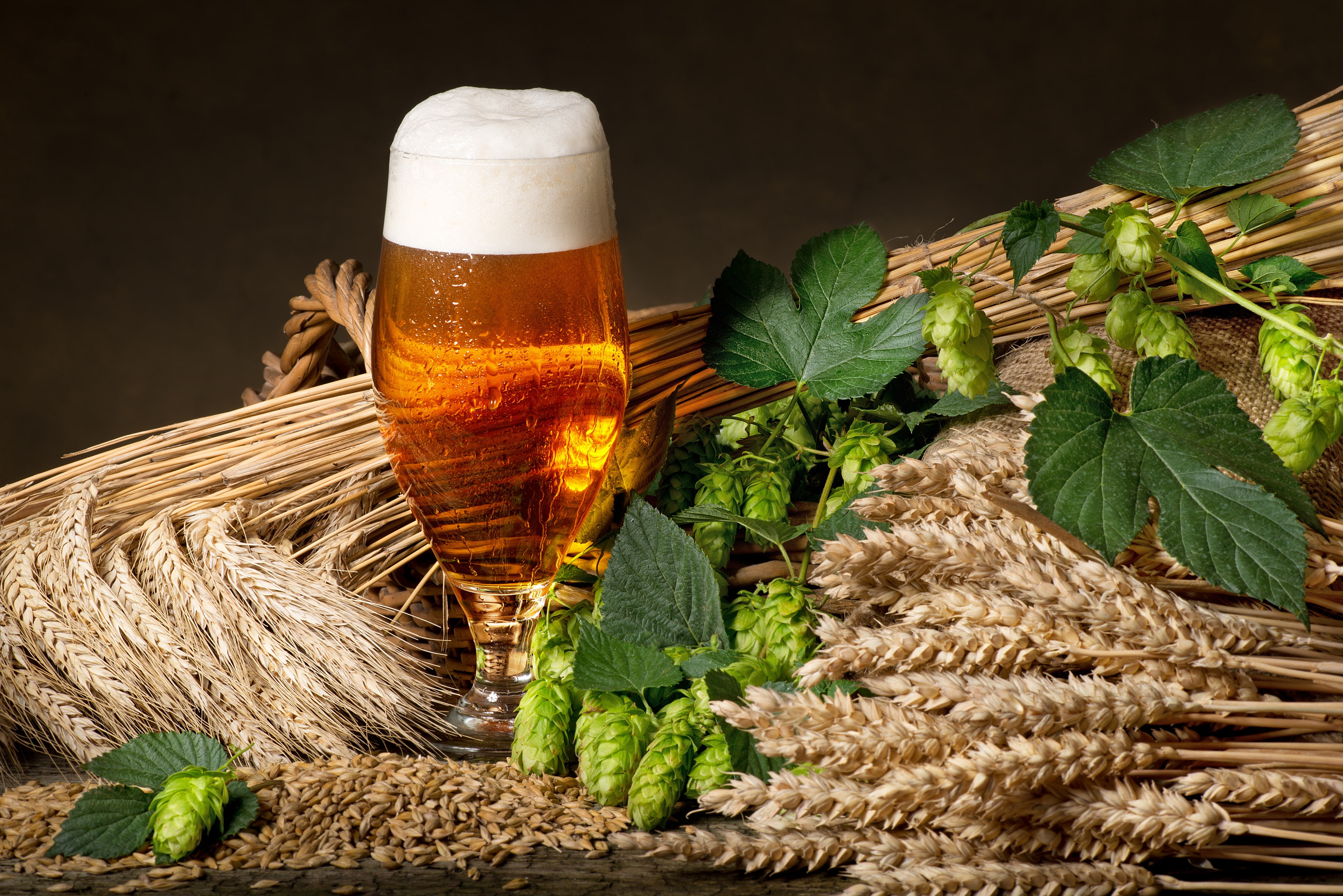 ears, foam, clear, 4K, grain, wheat, beer, wine, hops, glass, HD Wallpaper