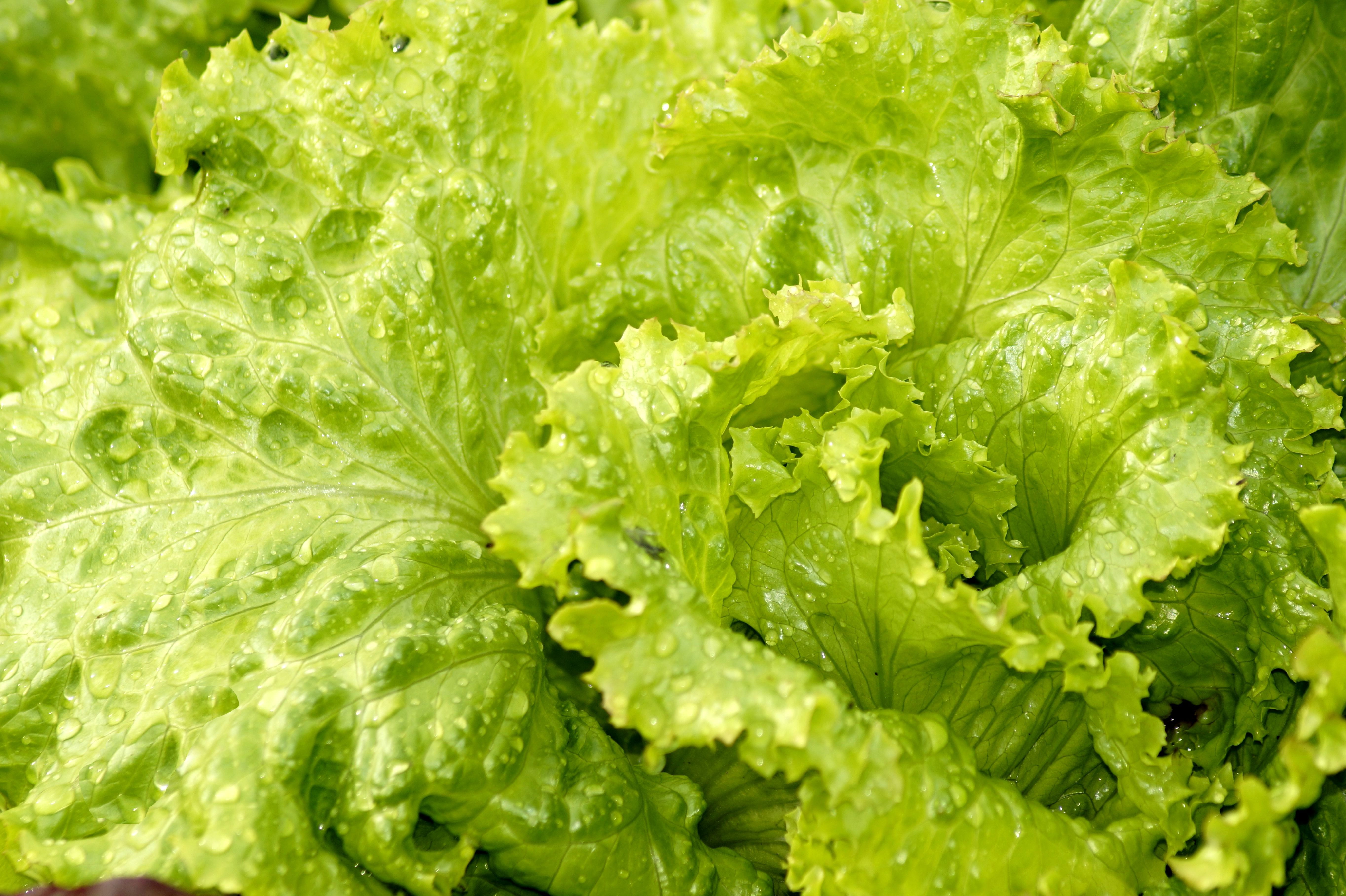 lettuce, raw food, healthy eating, nature, nutrition, plant, outdoors, salad, fresh, healthy, diet, leaves, leaf, agriculture, freshness, close-up, vegan, HD Wallpaper