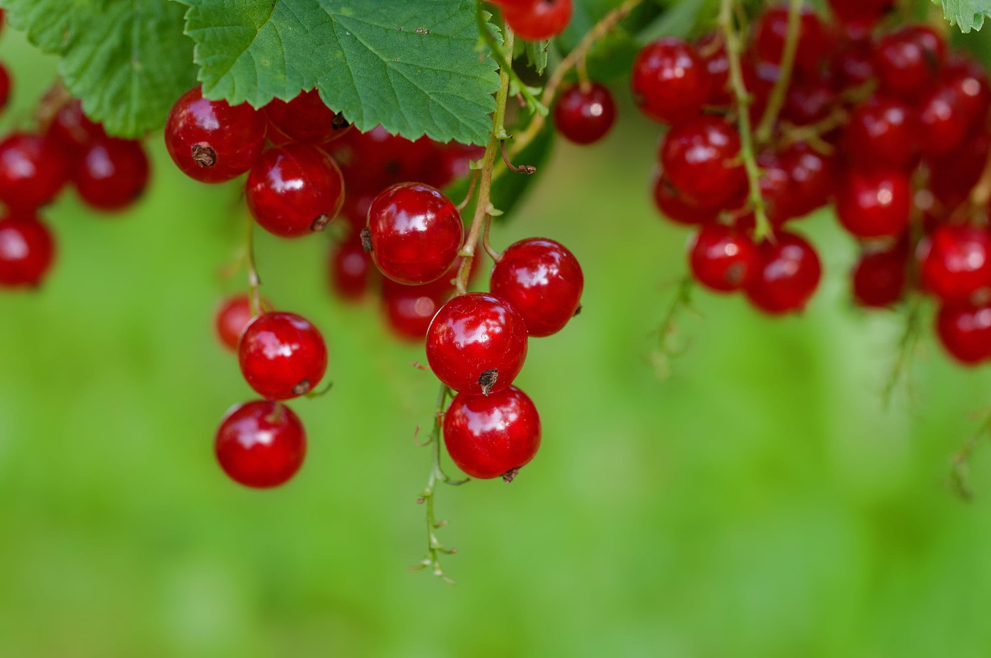 currant, close, ripe, berry fruit, nature, 1080P, close-up, selective focus, red currant, sweet, food, harvest time, day, red, outdoors, growth, wellbeing, HD Wallpaper