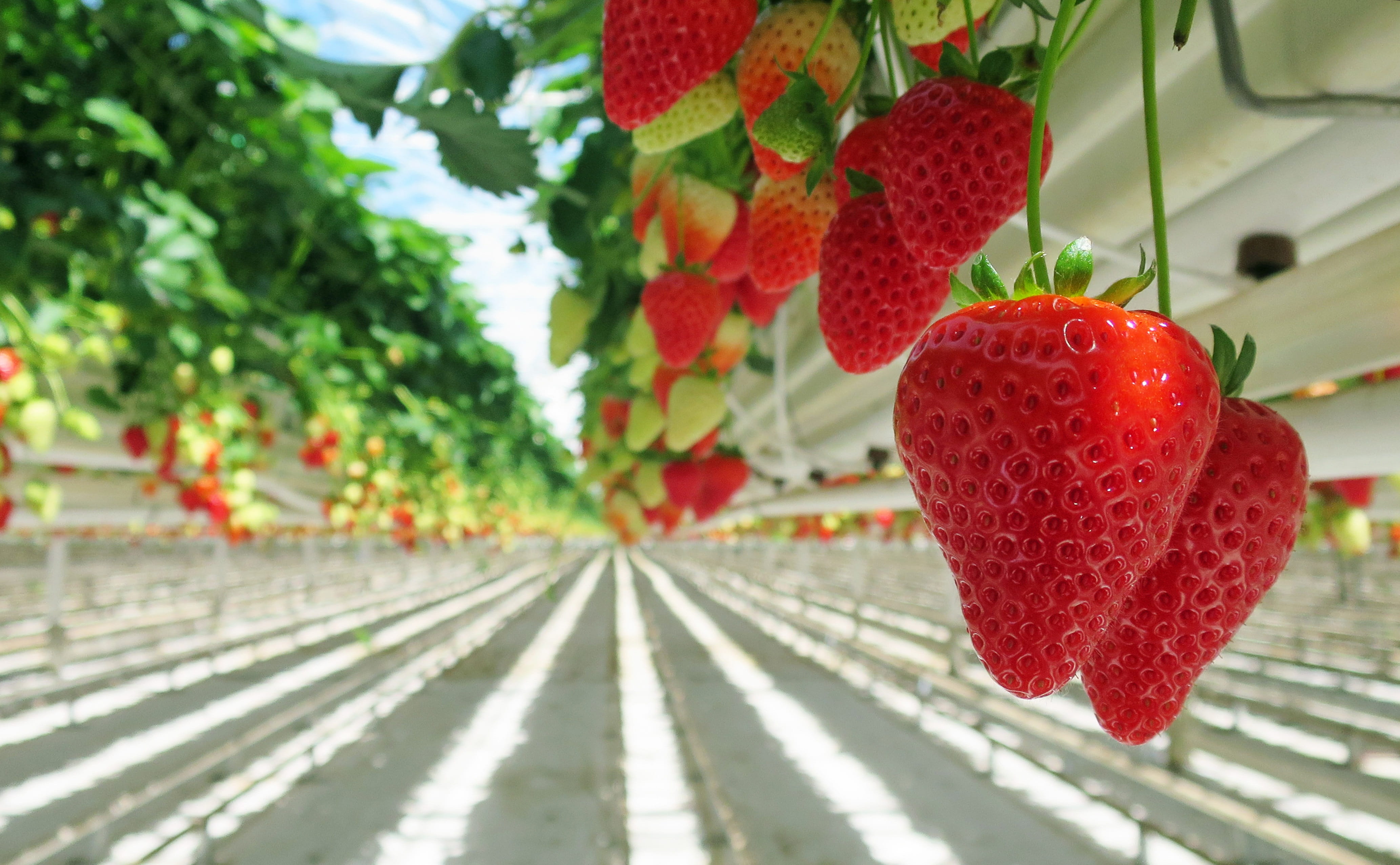 growth, vitamins, healthy eating, food and drink, day, intensive farming, nutrition, sunlight, farm, eat, focus on foreground, fruit, berries, sweet, ripe, HD Wallpaper