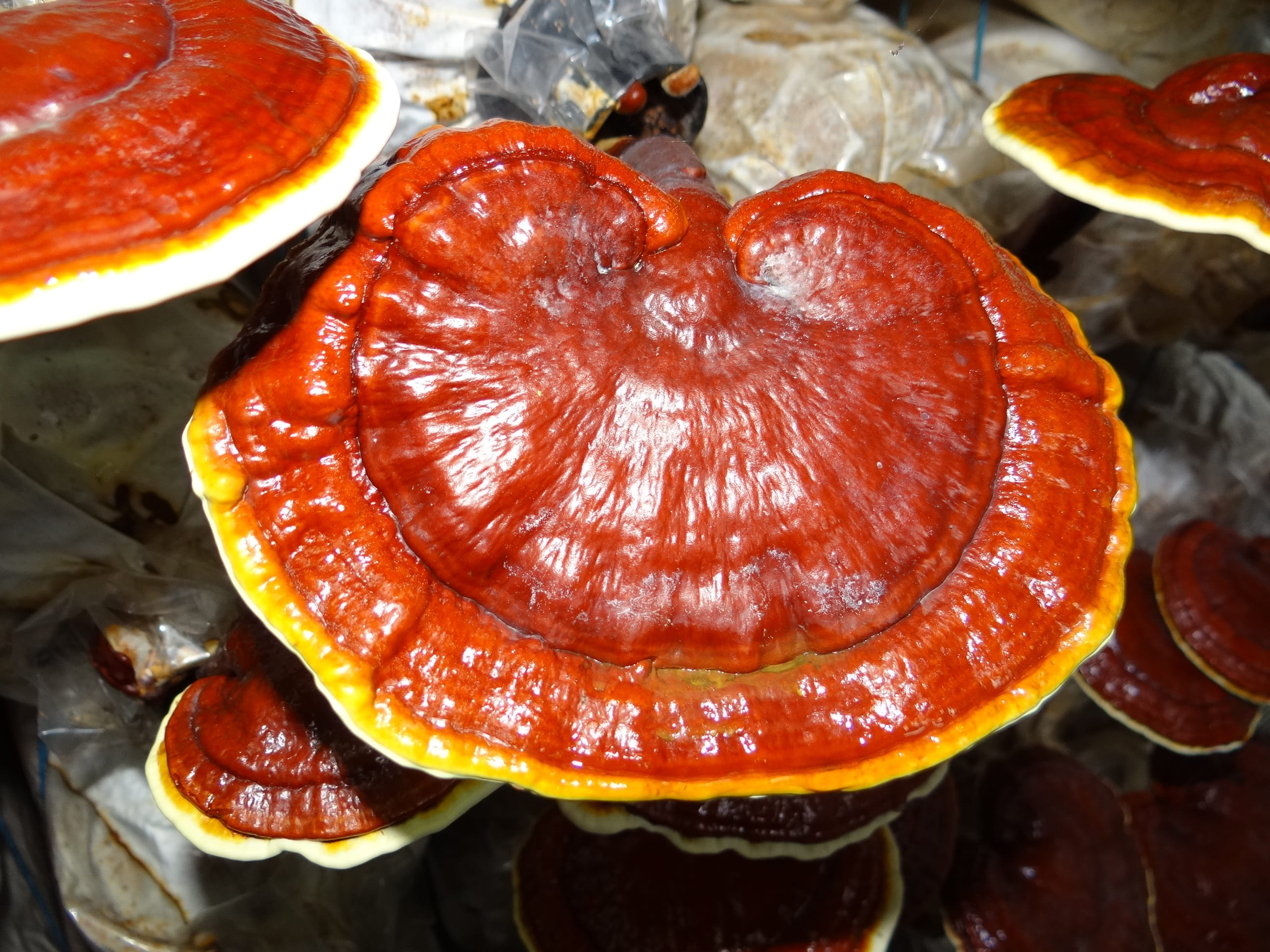 high angle view, vegetable, indoors, healthy eating, day, tomato, food, wellbeing, medicinal, red, fruit, ready-to-eat, freshness, lingzhi mushroom, Ganoderma, HD Wallpaper