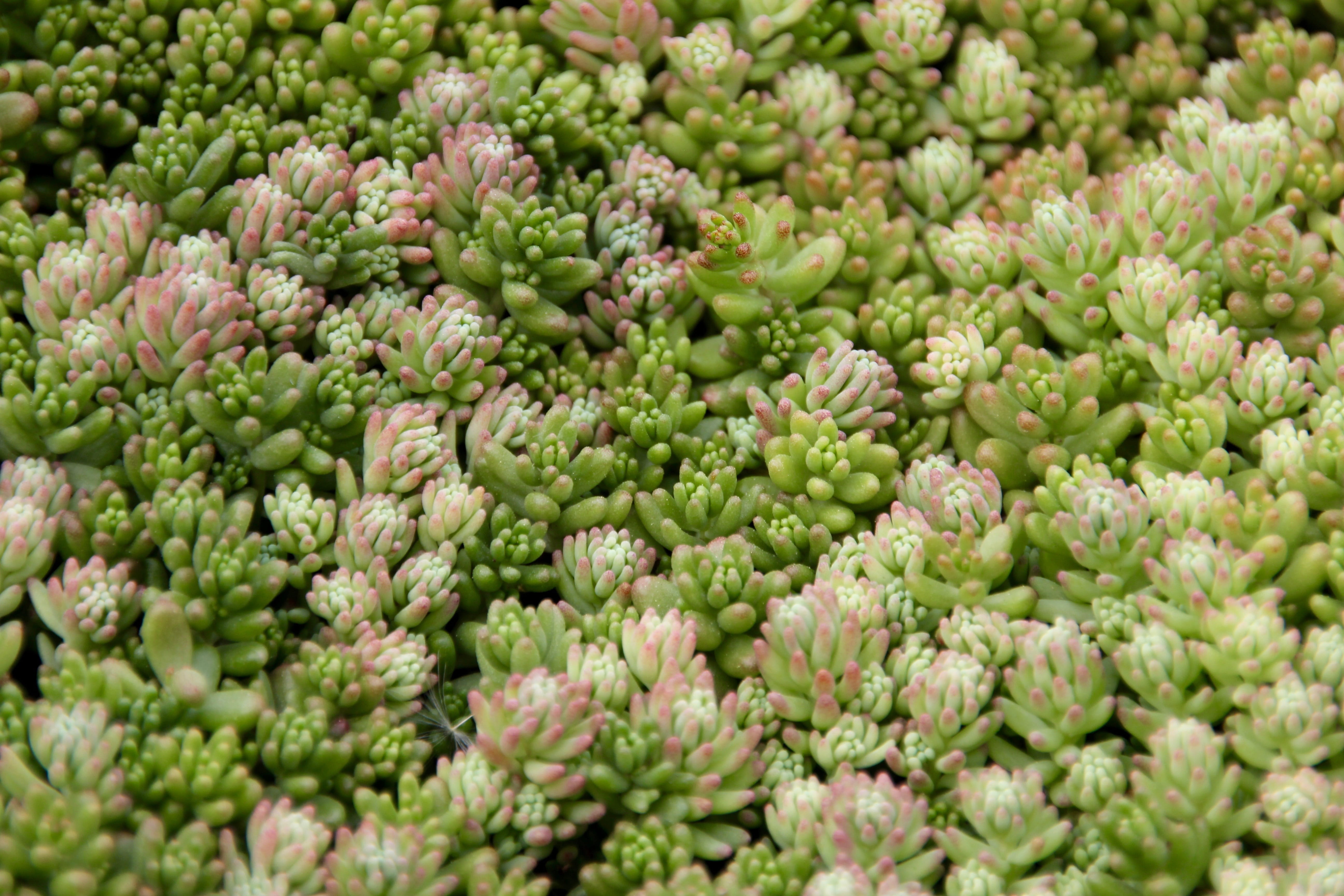 food processing plant, green, no people, selective focus, abundance, evergreen, wellbeing, succulents, food, day, raw food, green color, nature, thick sheet greenhouse, HD Wallpaper