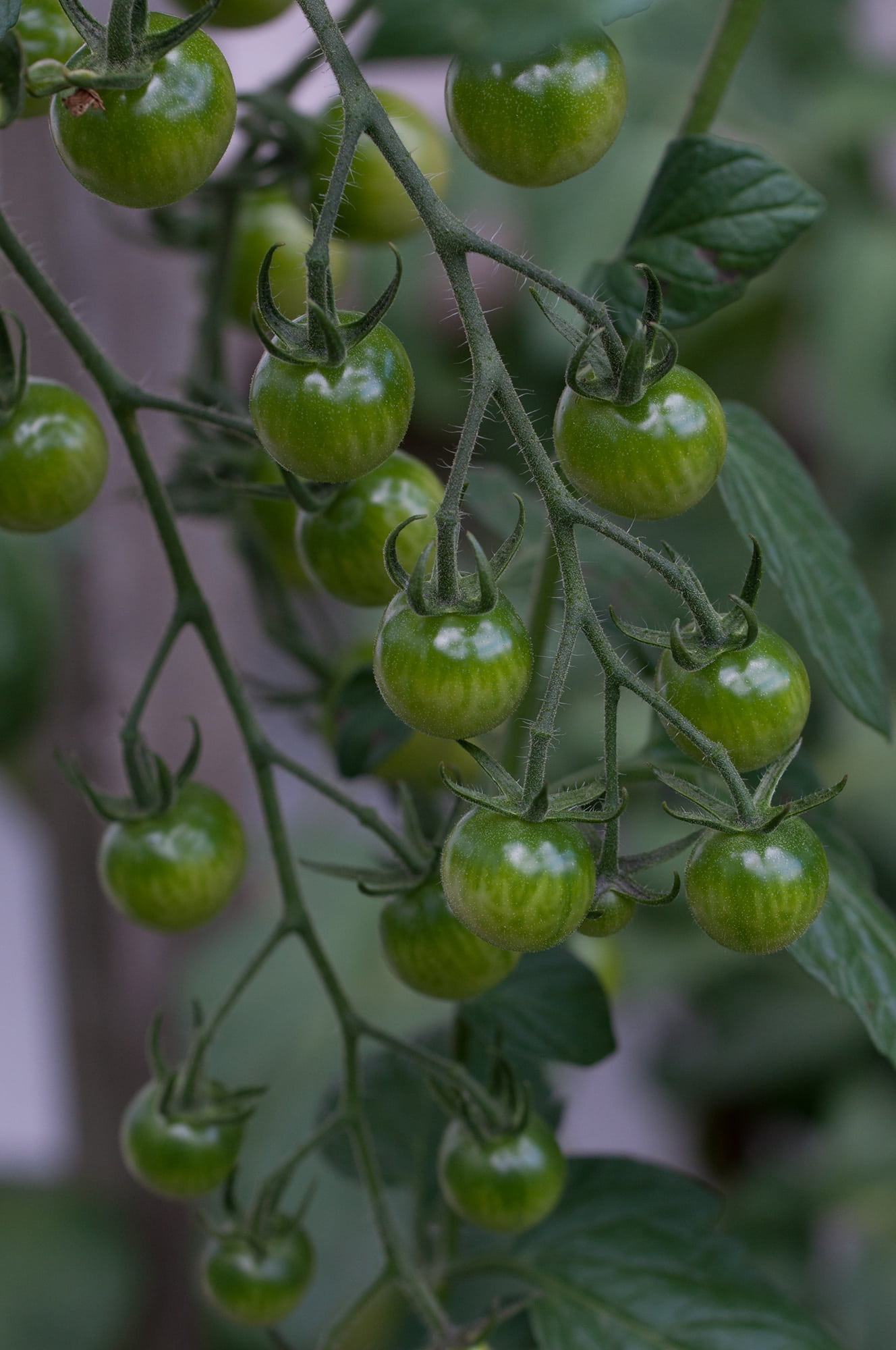 wellbeing, garden, freshness, tomatenrispe, green, plant, immaturity fruit, fruits, food, nature, beauty in nature, vegetables, fruit, focus on foreground, Phone HD Wallpaper