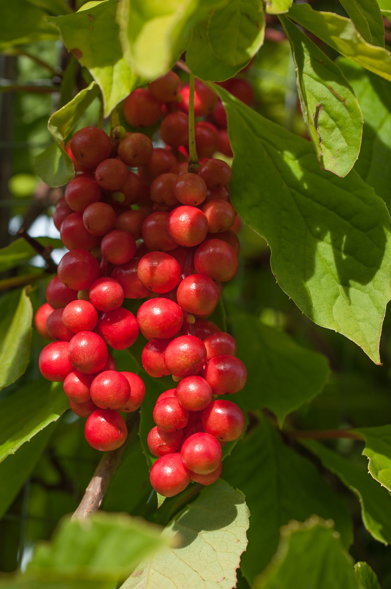 plant, close-up, focus on foreground, tree, delicious, green color, berry fruit, eat, no people, fruit, food and drink, day, ripening process, food, outdoors, Phone HD Wallpaper