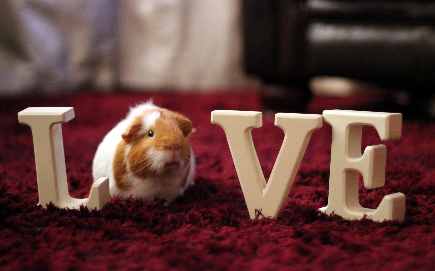 720P, pet, Love, guineapig, HD Wallpaper
