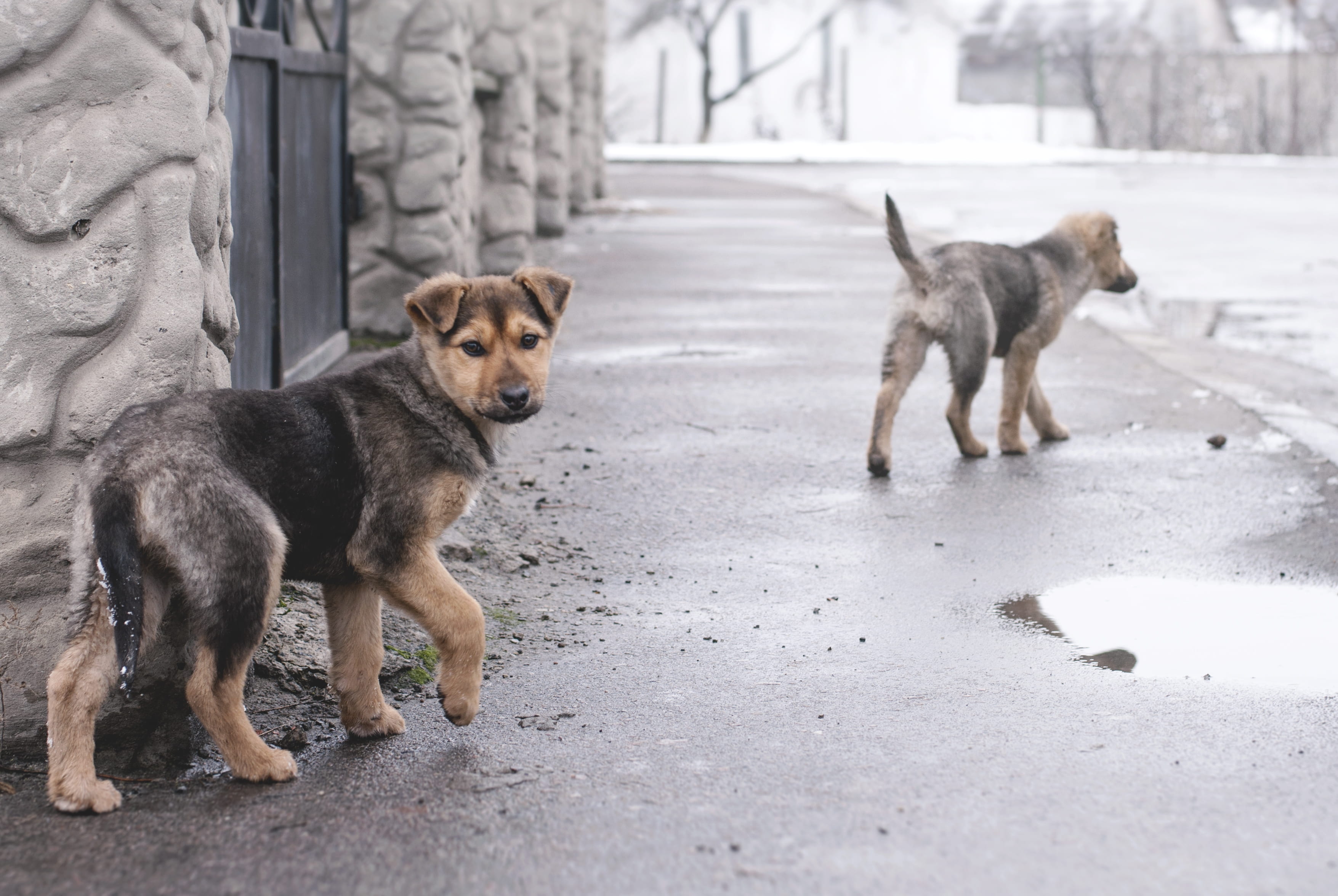 canine, winter, vertebrate, no people, cold temperature, small, animals, cute, pets, puppies, domestic animals, animal themes, full length, dog, animal, HD Wallpaper