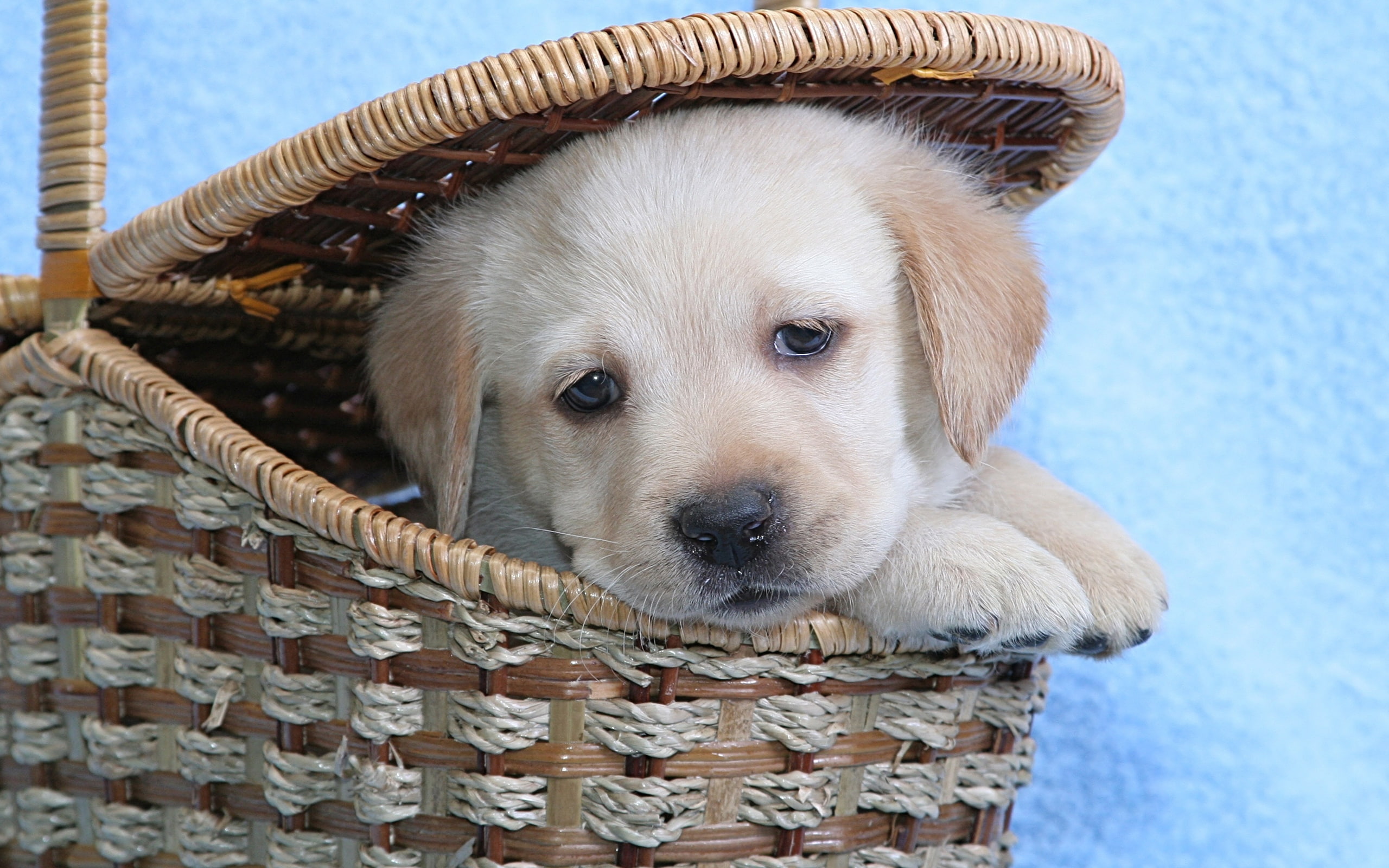 funny dog, baby dog, puppy, 2K, cute, labrador, HD Wallpaper