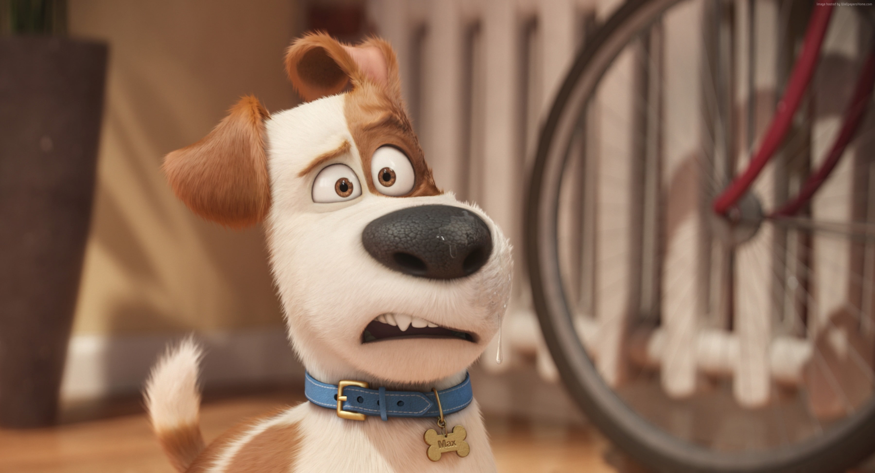 cartoon, portrait, close-up, humor, The Secret Life of Pets, fun, toy, representation, mammal, one animal, pets, focus on foreground, no people, domestic animals, HD Wallpaper