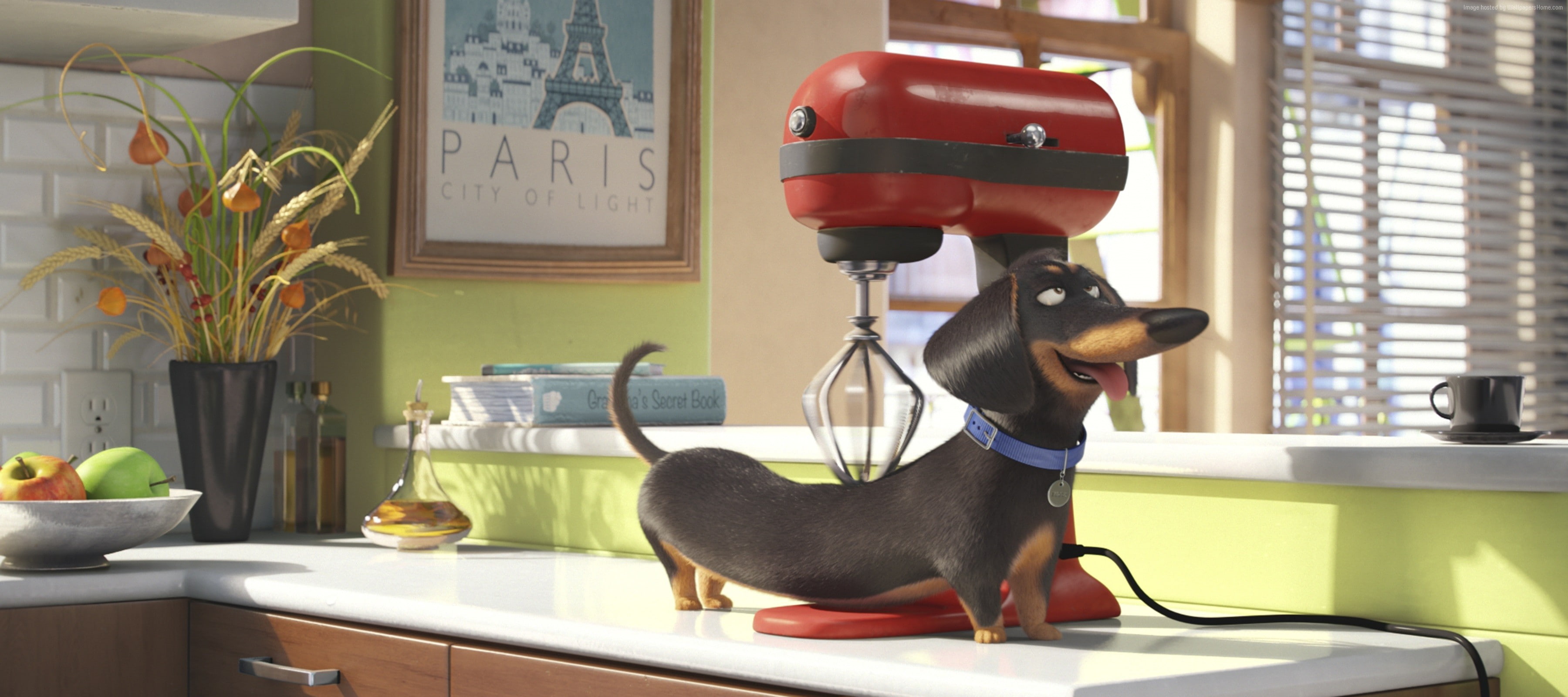The Secret Life of Pets, Best Animation Movies of 2016, 2K, cartoon, HD Wallpaper