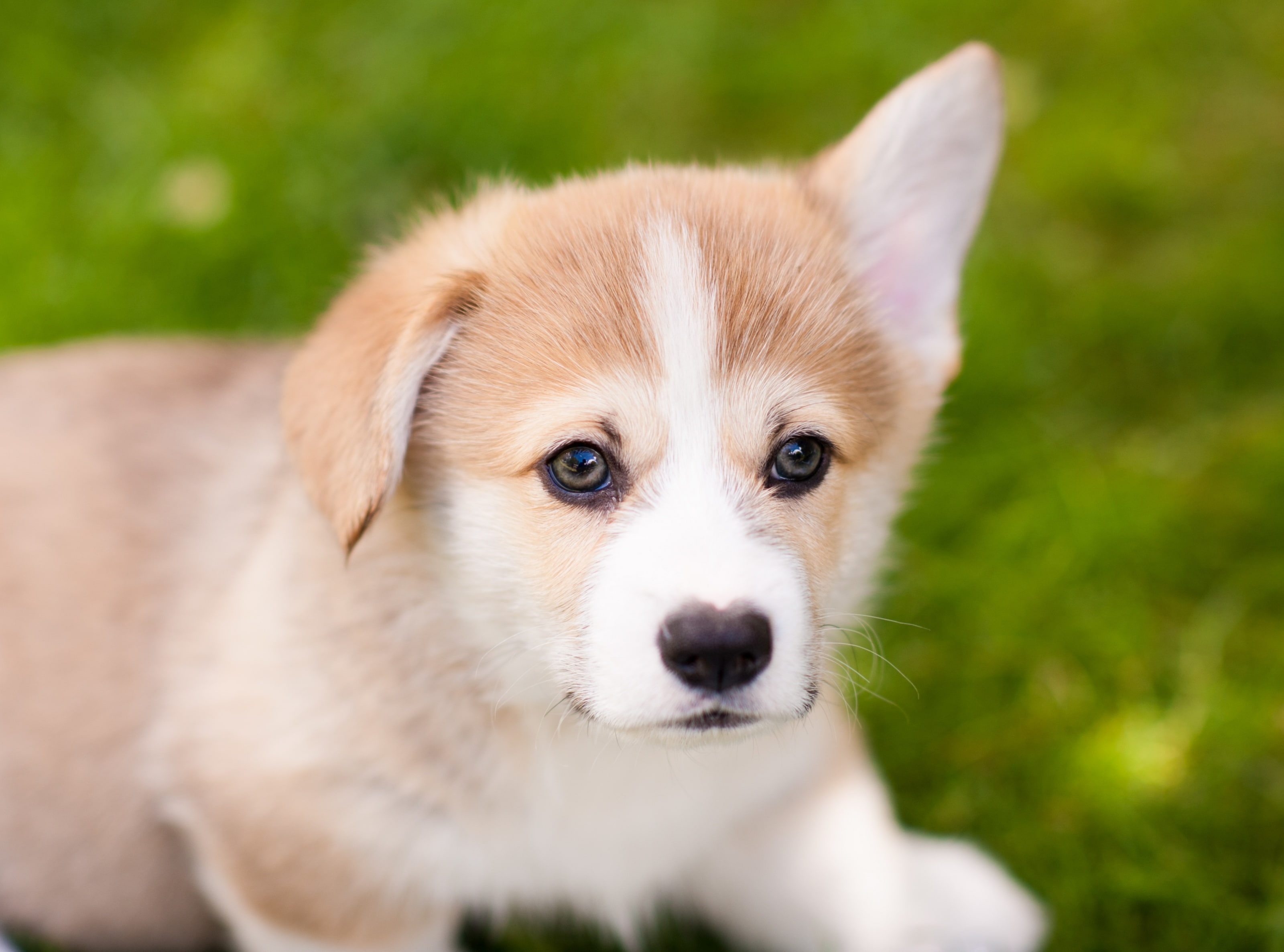 domestic, Corgi, no people, mammal, Puppy, young animal, dog, ear, Sweet, PembrokeWelshCorgi, Lovely, portrait, pembroke, dwarfdog, Outdoor, domestic animals, HD Wallpaper