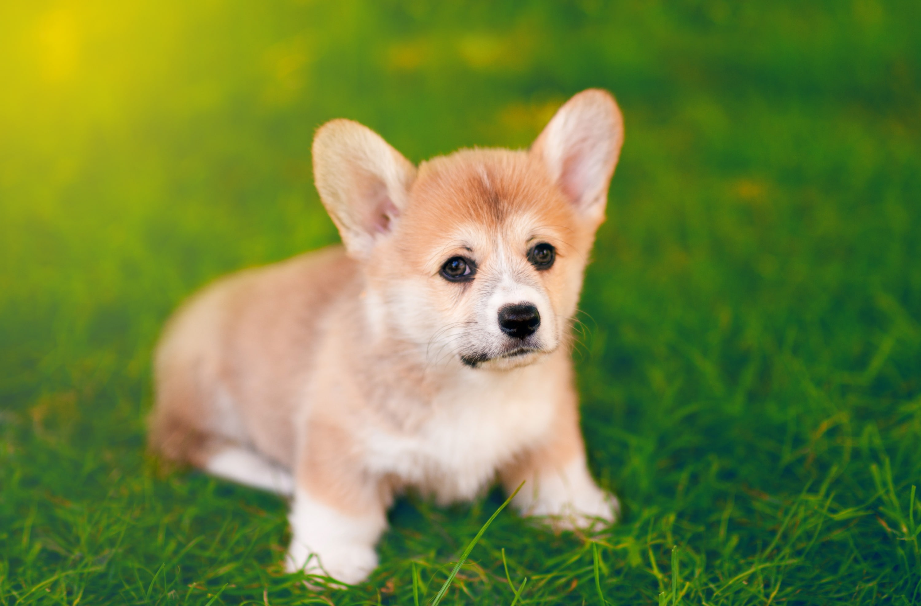 nature, field, Pets, mammal, 2K, Summer, Grass, domestic animals, dog, Outdoor, animal themes, no people, land, animal, vertebrate, Animals, young animal, HD Wallpaper