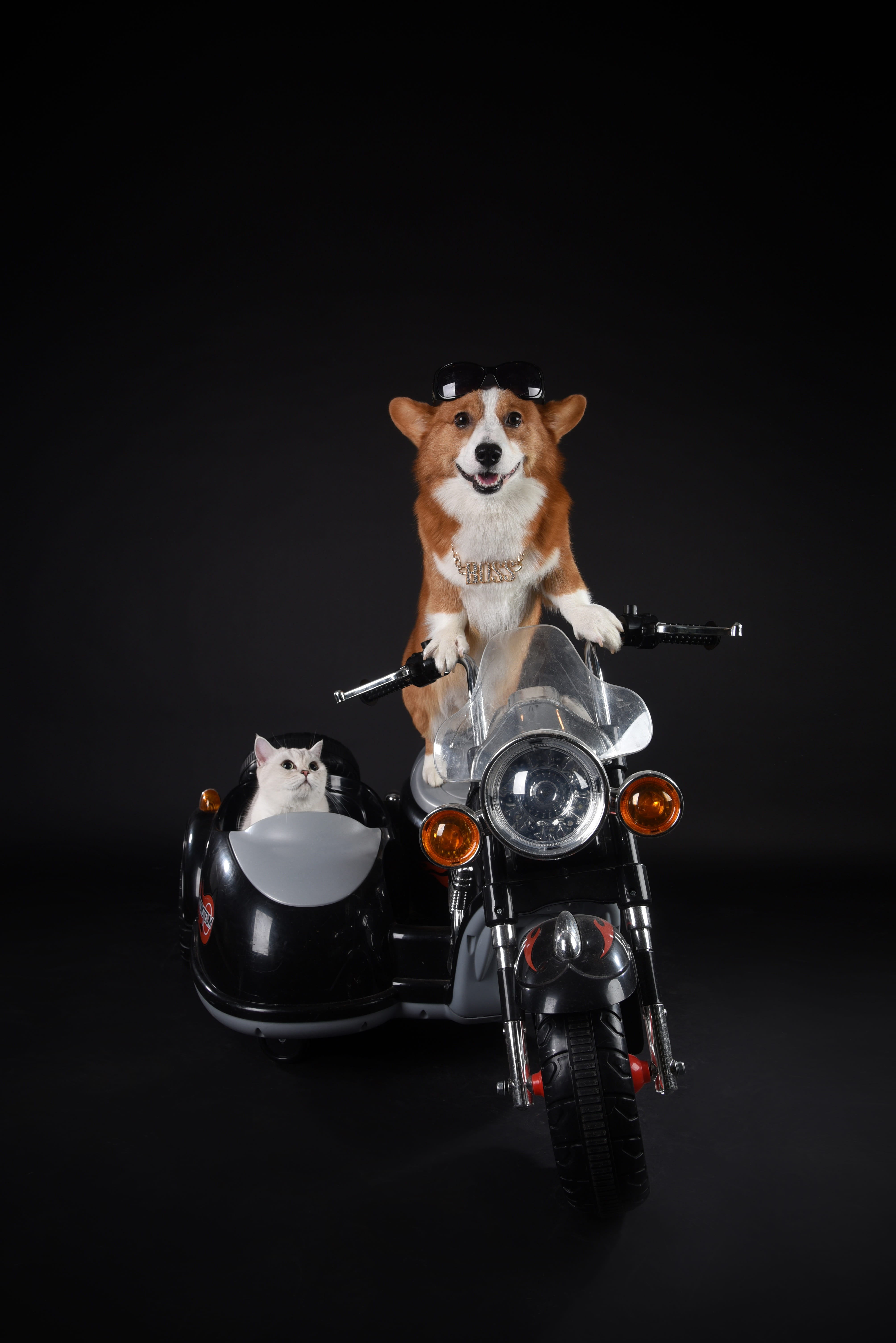dog, domestic animals, animal, black background, riding, drink, corgi, canine, pets, food and drink, motorcycle, front view, welsh, no people, vertebrate, Phone HD Wallpaper