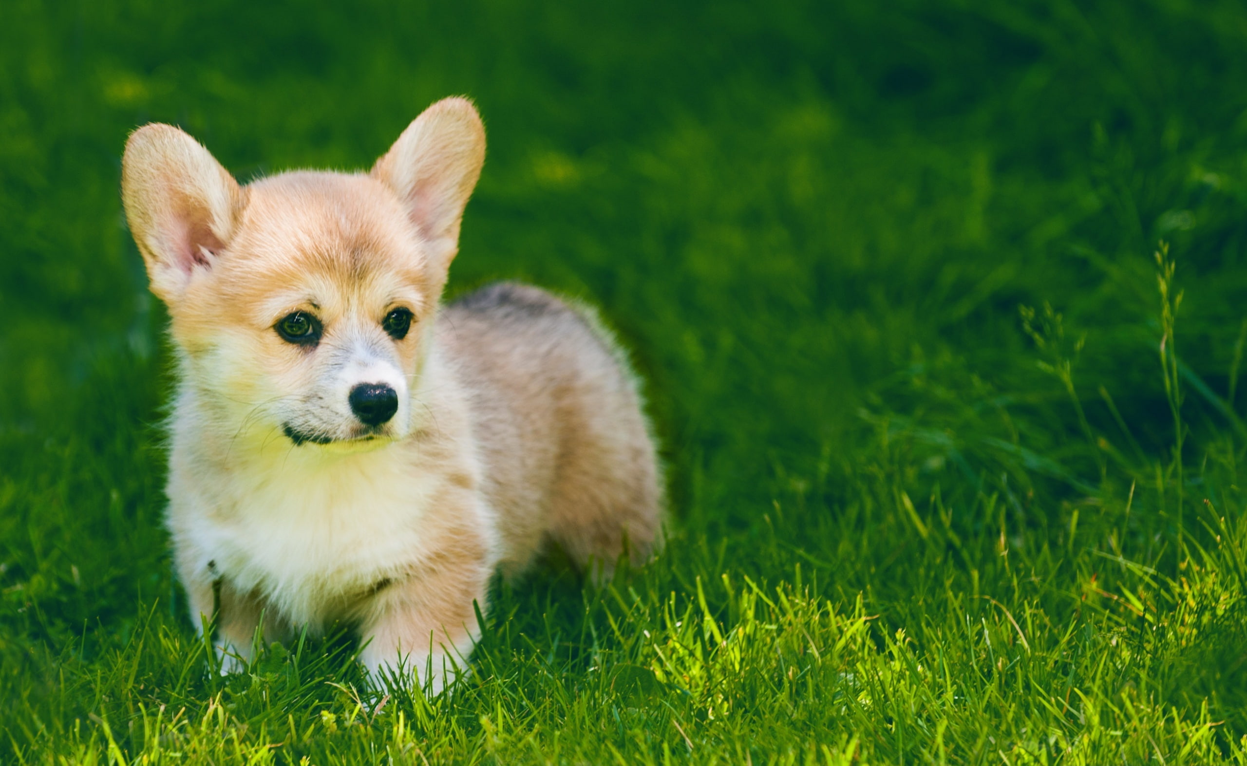 2K, land, Puppy, field, Cute, green color, day, pomeranian, dwarfdog, nature, one animal, Outdoor, Summer, dog, animal, no people, domestic animals, young animal, HD Wallpaper