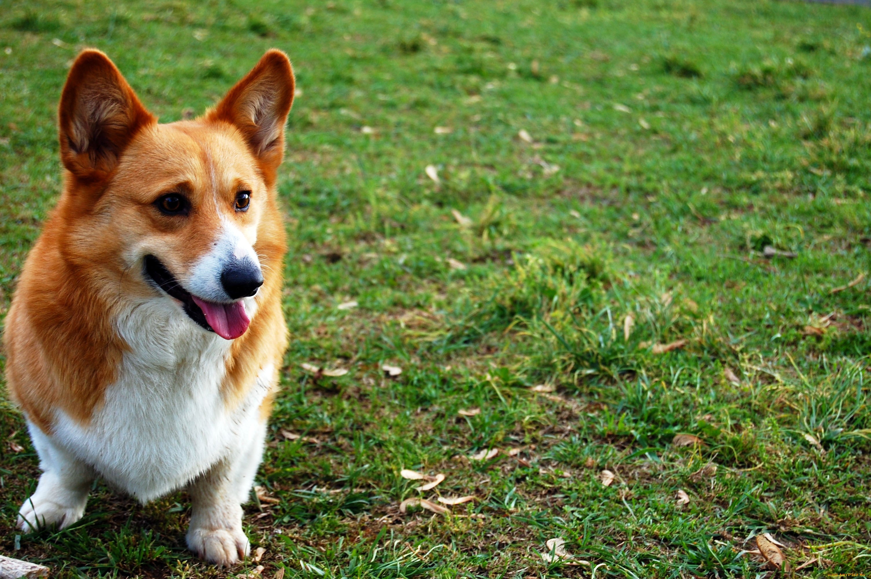 nature, sitting, pets, pembroke Welsh Corgi, adult, canine, friendship, mouth open, cute, no people, animal themes, outdoors, vertebrate, puppy, fawn, field, HD Wallpaper