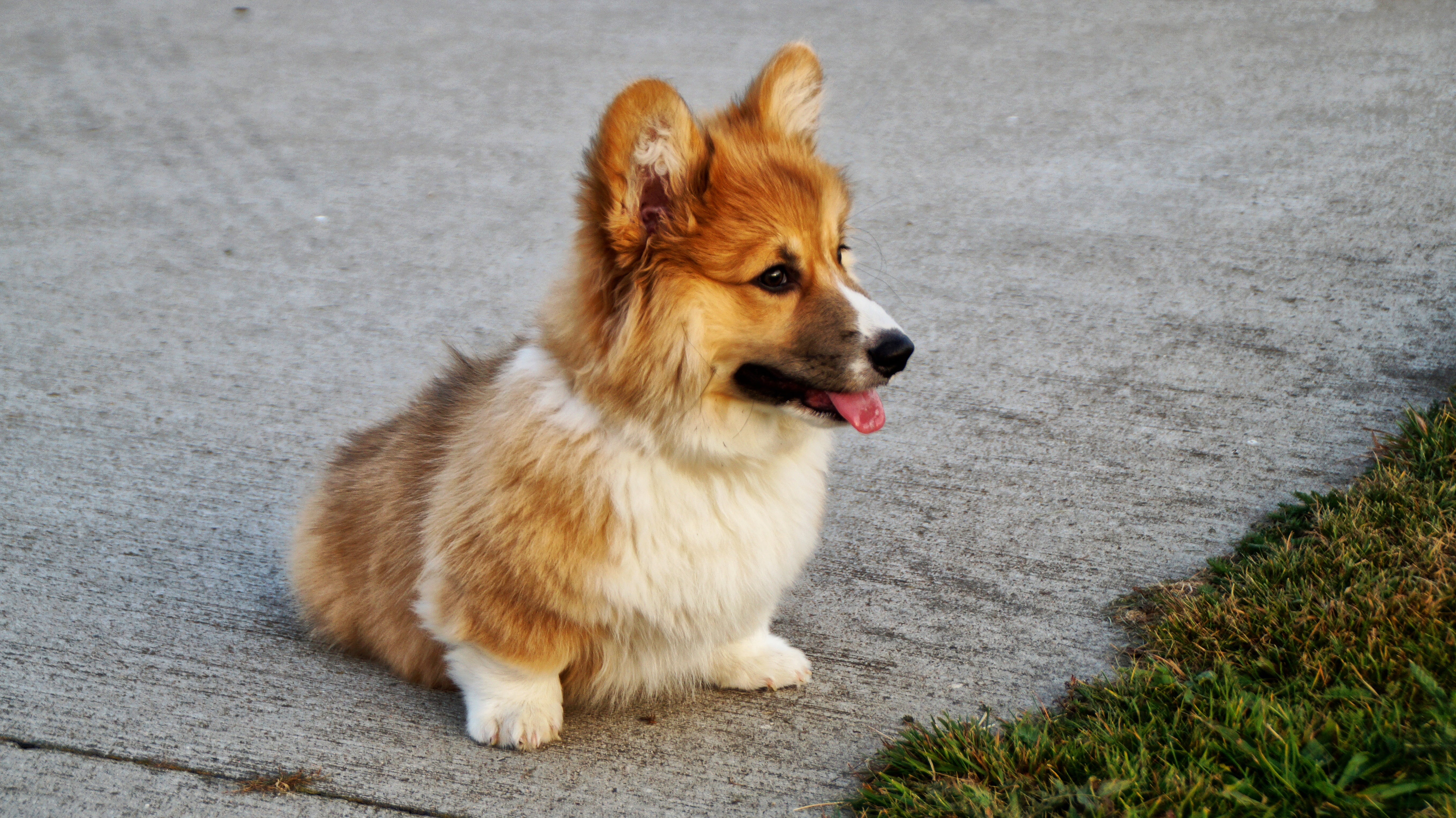 corgi, obedience, mouth open, puppy, fun, sheepdog, no People, welsh, animal Tongue, small, dog, shetland Sheepdog, focus on foreground, animal themes, HD Wallpaper