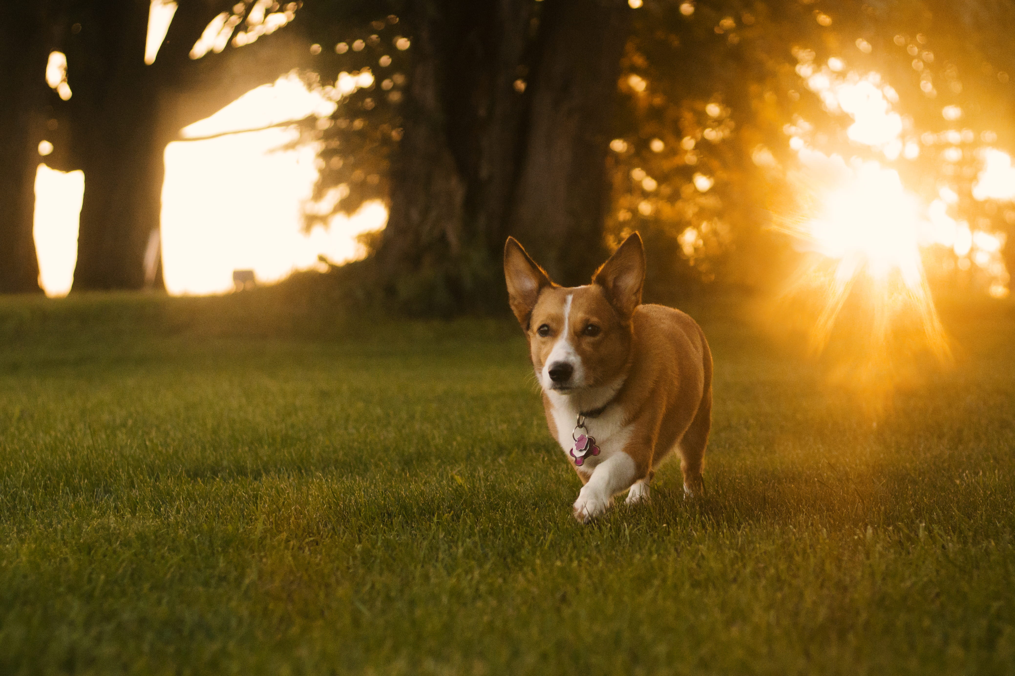 pembroke, border collie, domestic animals, running, sunlight, animal themes, pets, corgi, canine, field, 4K, dog, adult, plant, welsh, no people, grass, HD Wallpaper