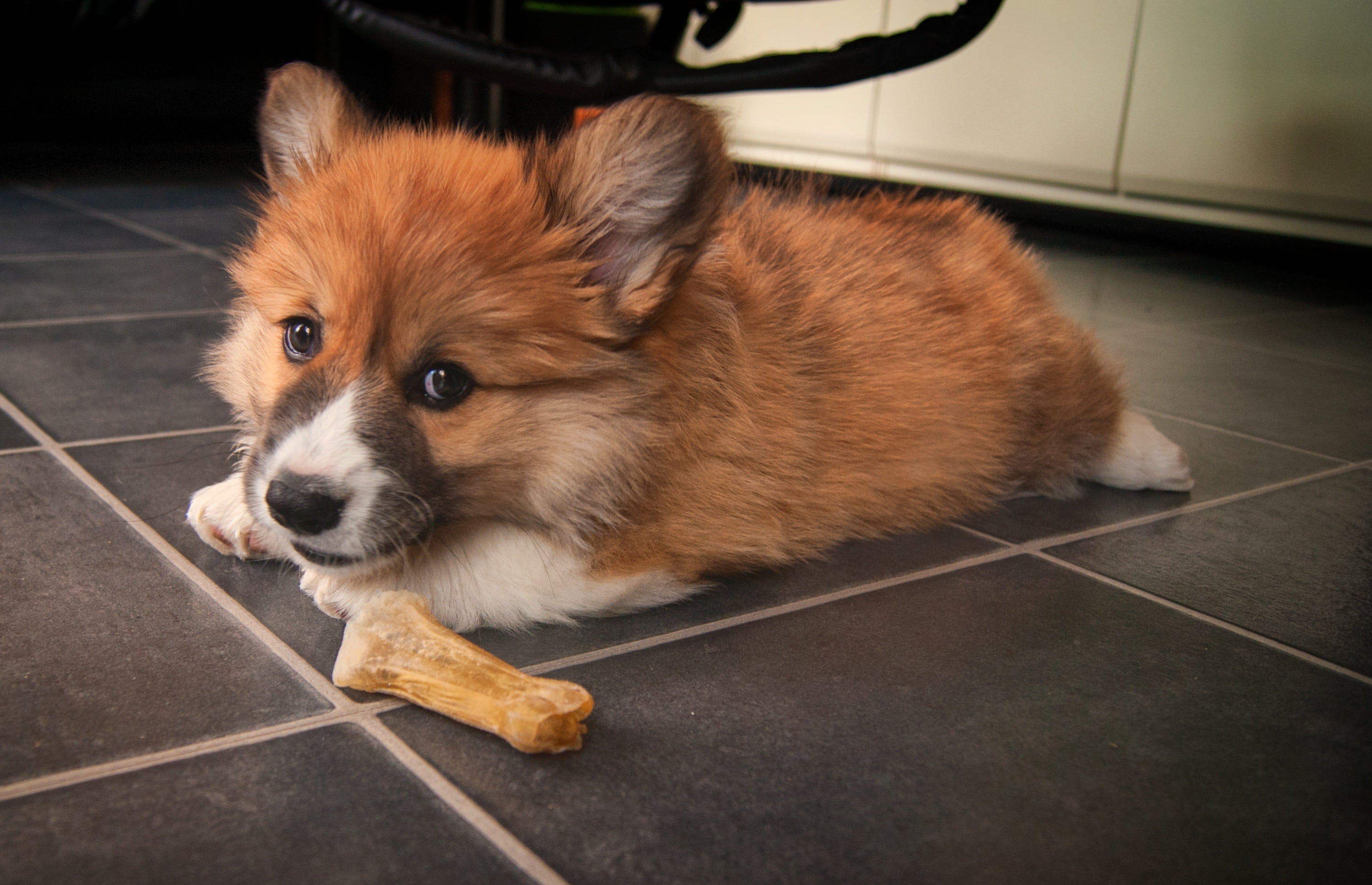 dogs, domestic, puppy, small, looking away, animal, pembroke, welsh, welsh corgi, doggy, pets, close-up, domestic animals, one animal, animals, looking, HD Wallpaper