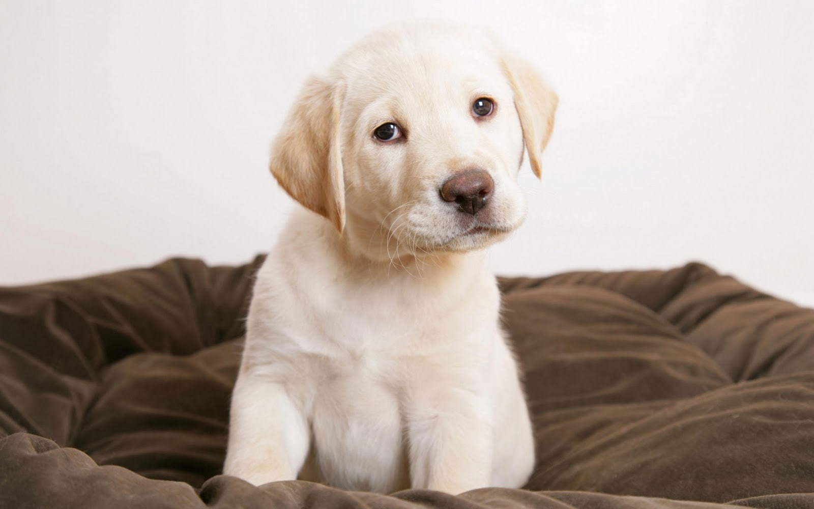 photography, 720P, cute, puppy, golden, retriever, animals, dog, golden retriever, HD Wallpaper