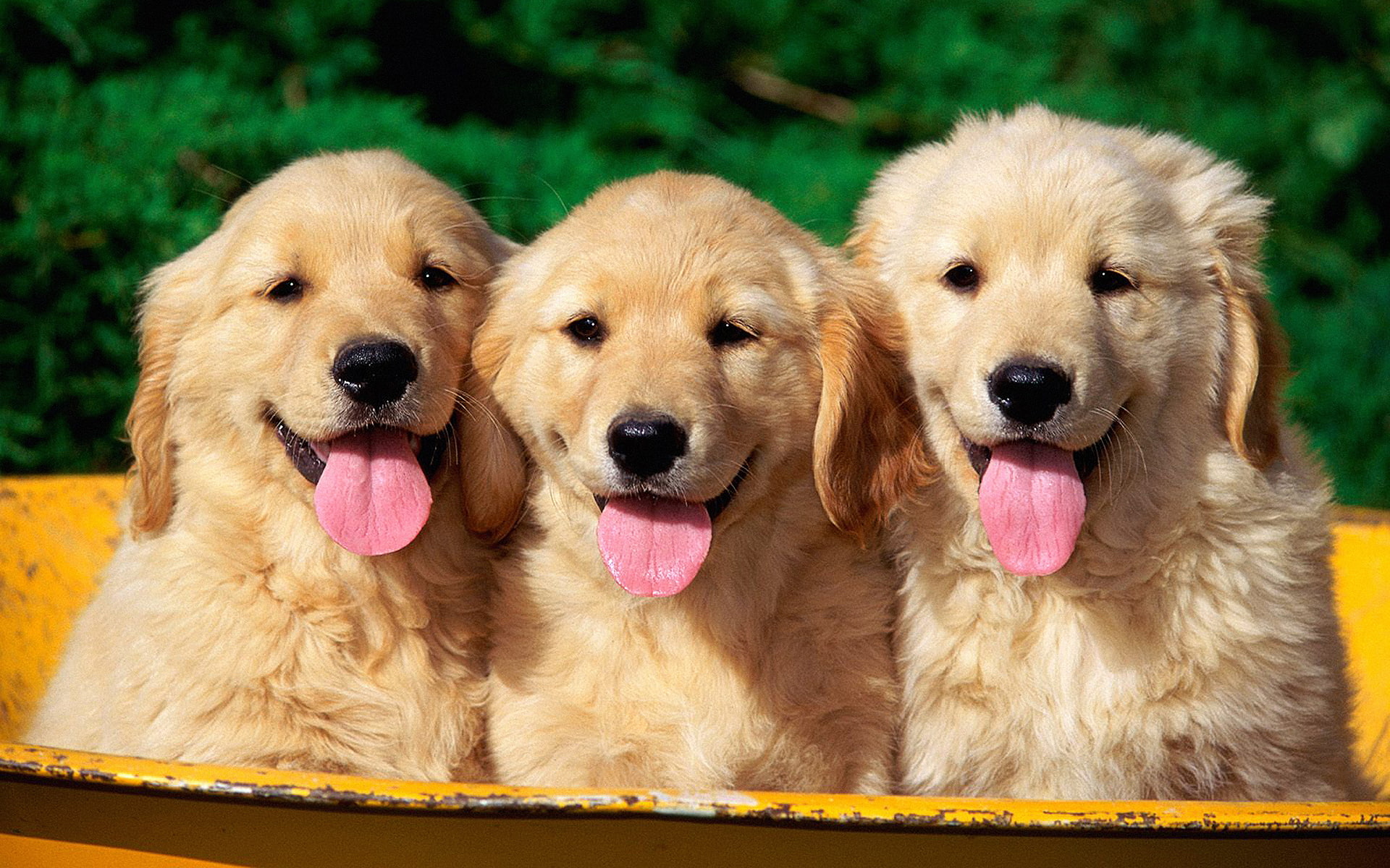 dog, animals, tongues, cute, pink tongues, golden retriever, puppy, golden, pink, retriever, photography, 1080P, HD Wallpaper