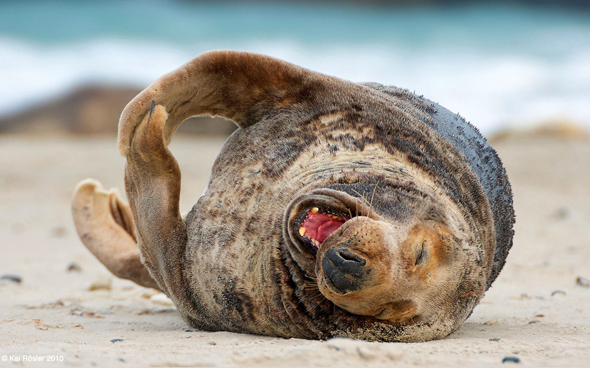 1080P, sea, funny, lion, yawn, cute, HD Wallpaper