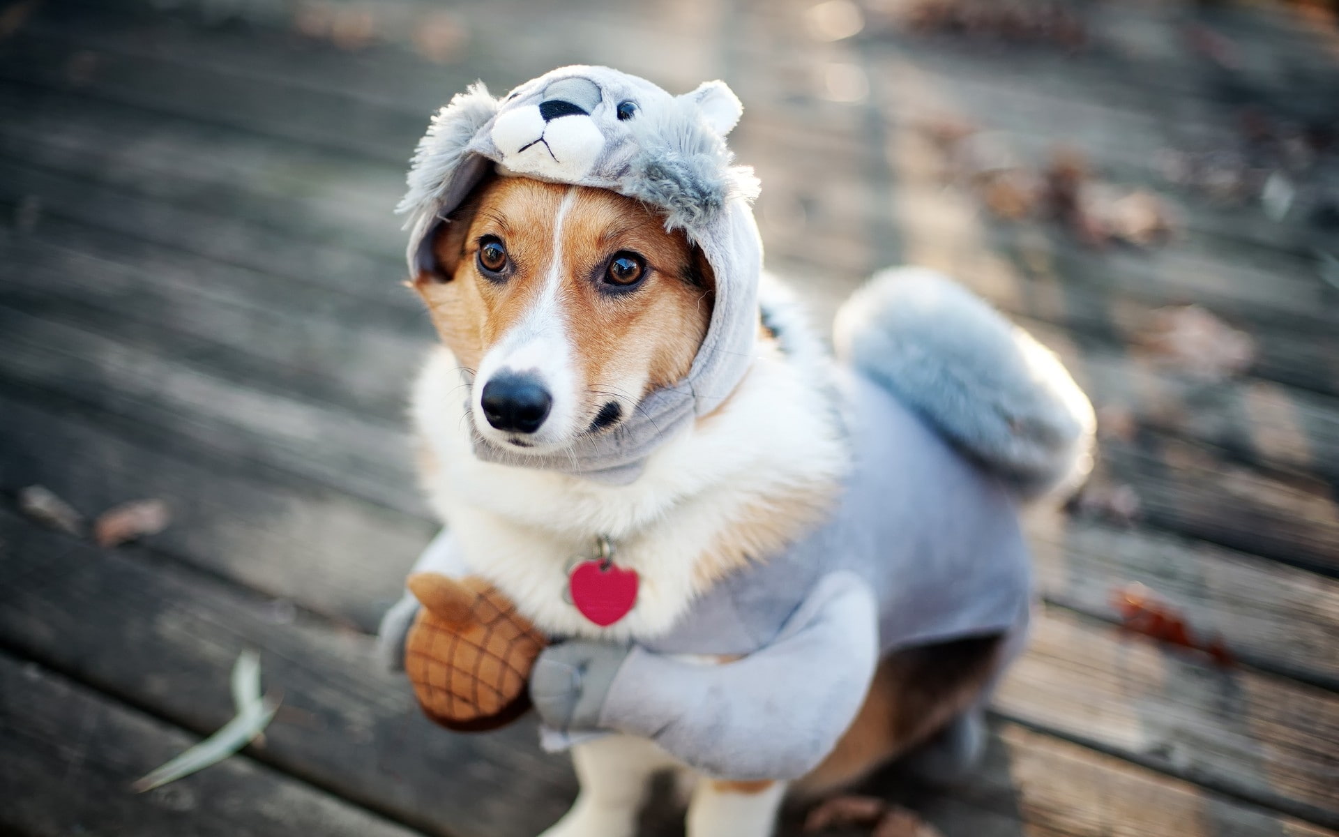 dog, cute puppy, funny, dressup, 1080P, funny dog, HD Wallpaper