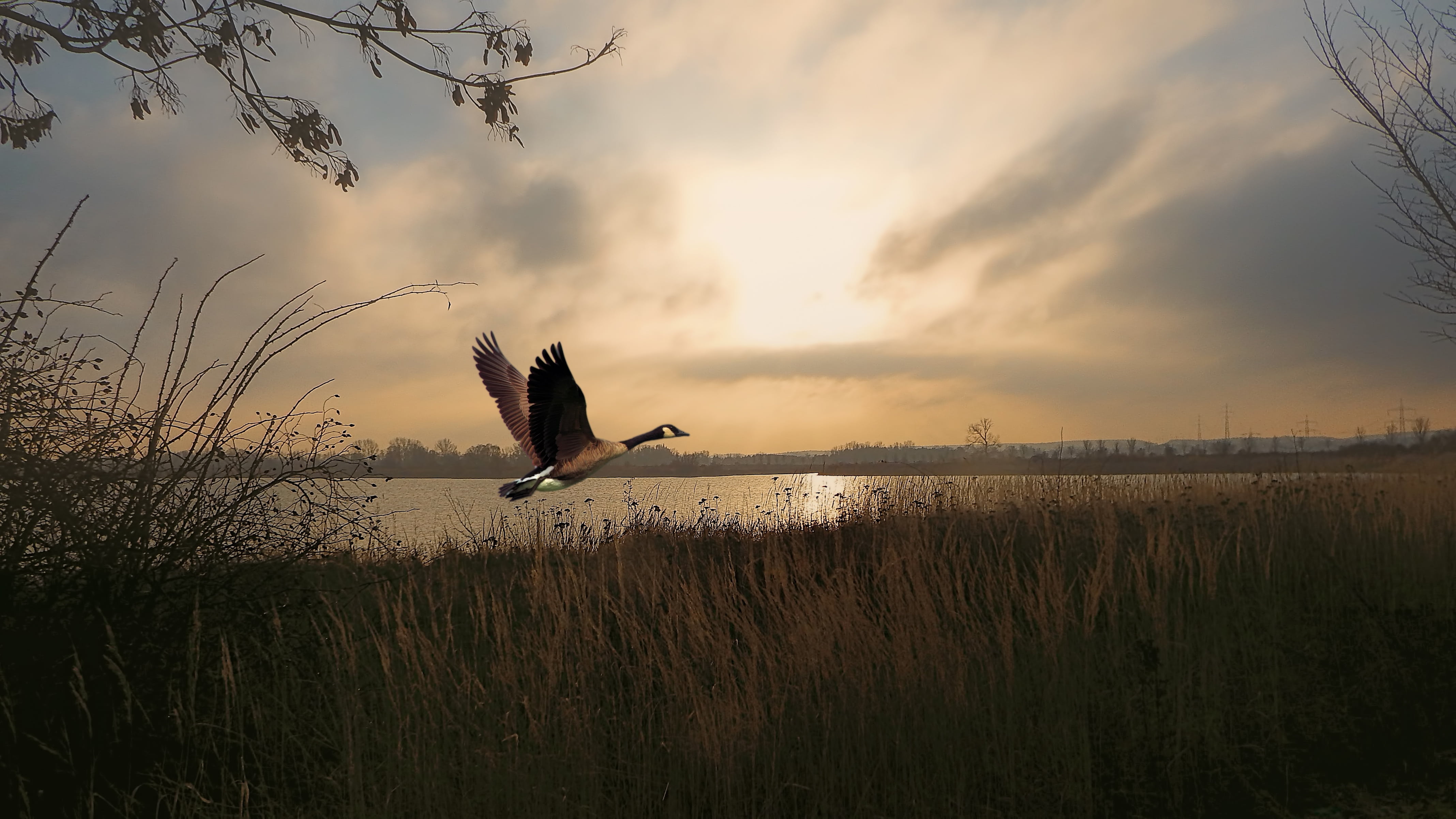 4K, fly, bird, birds, sunrise, lake, canada, mid-air, vertebrate, grass, one animal, water, animal themes, waters, sky, animals in the wild, animal wildlife, HD Wallpaper