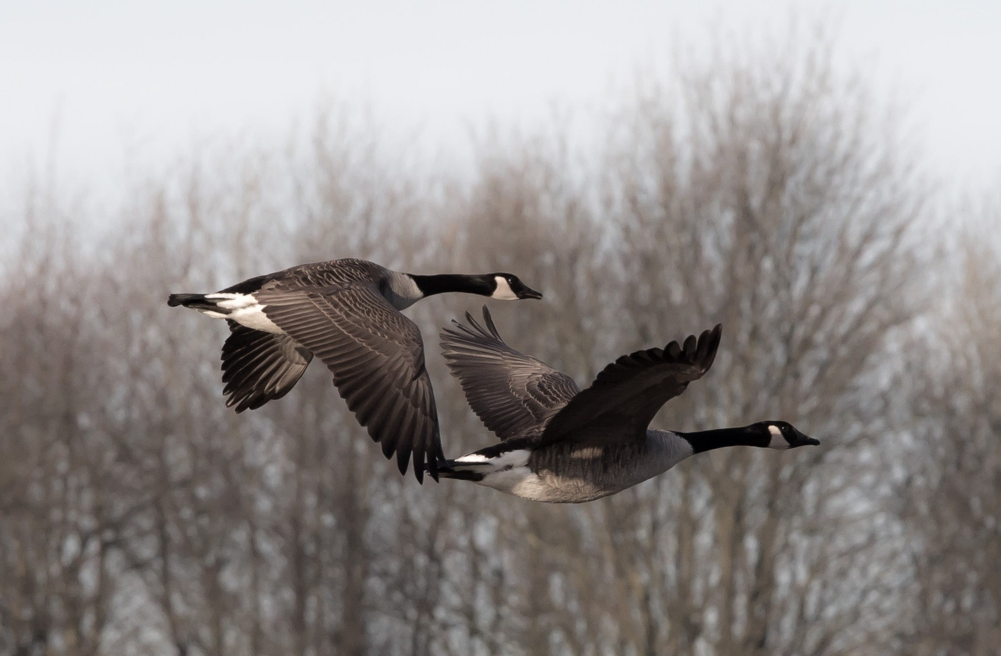 no people, vertebrate, outdoors, bird, animal, cold temperature, animals, focus on foreground, animals in the wild, nature, day, tree, mid-air, spread wings, HD Wallpaper
