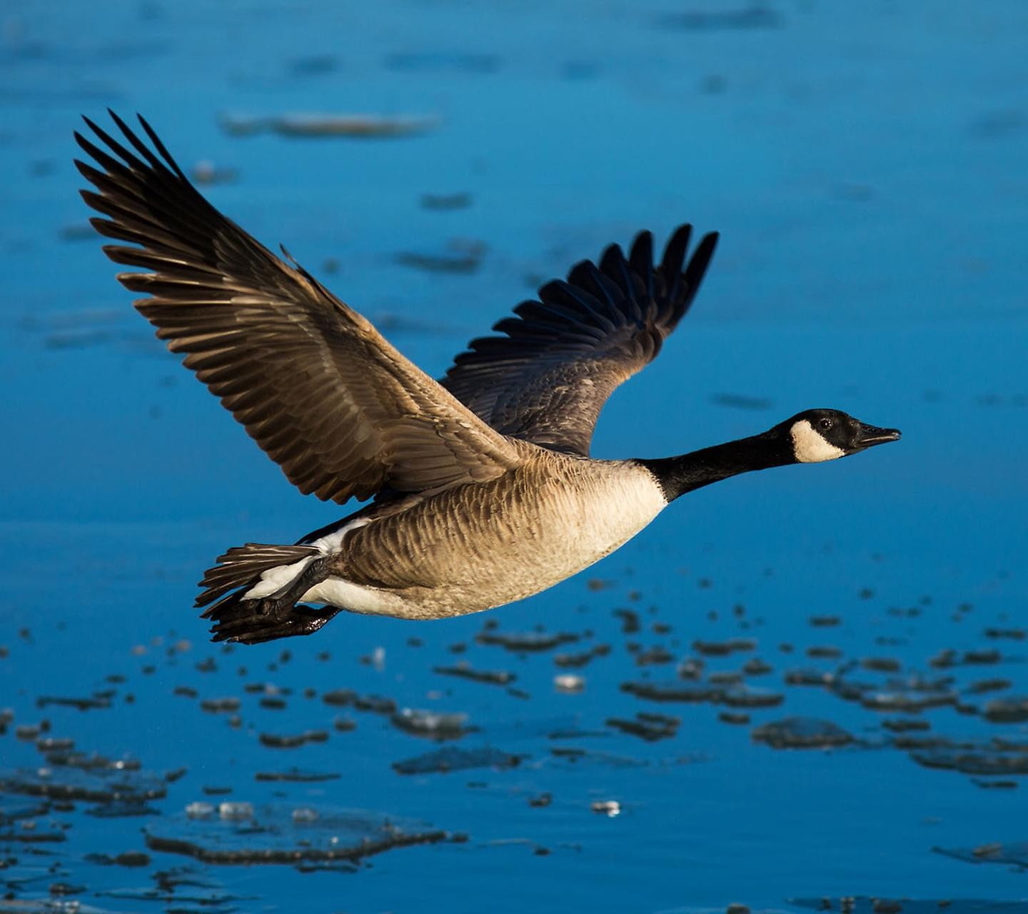 spread wings, vertebrate, flying, no people, water, animals, birds, animal, outdoors, bird, one animal, focus on foreground, waterfront, animal themes, HD Wallpaper