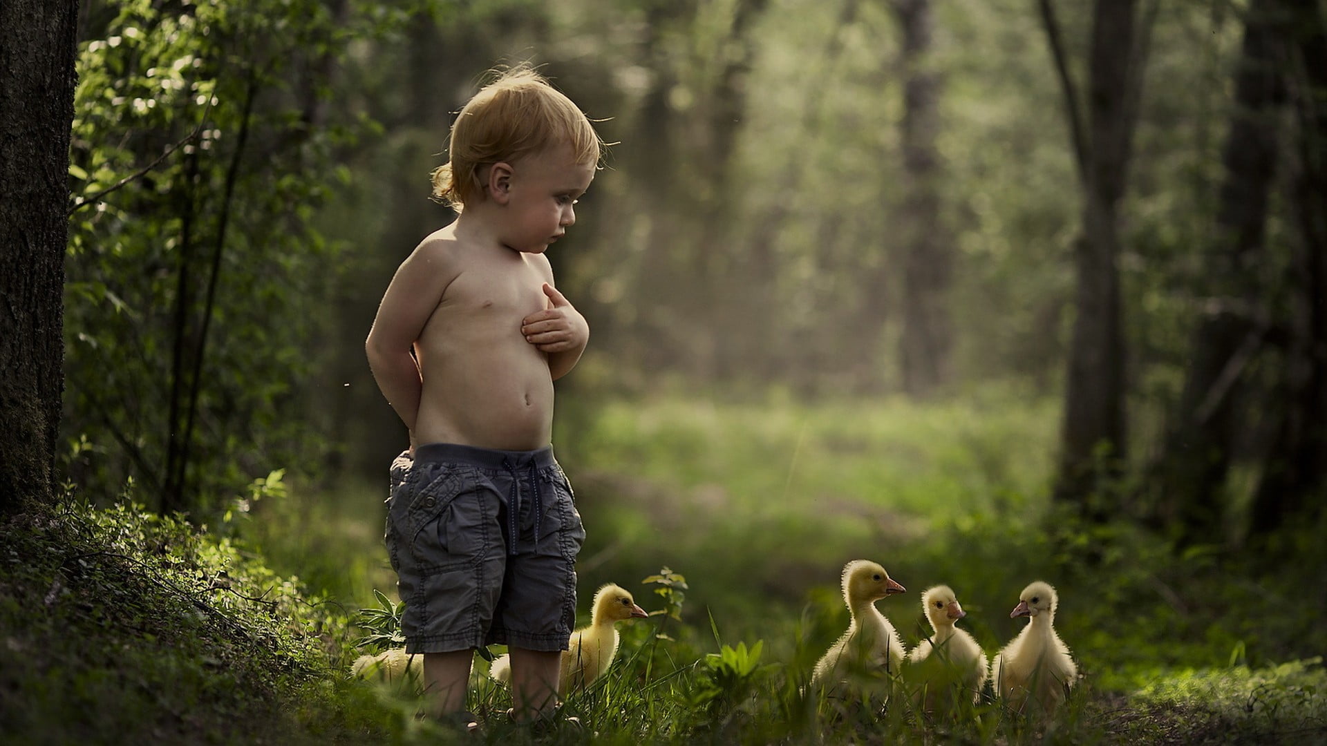 geese, innocence, boys, children, shirtless, land, nature, forest, baby animals, plant, standing, shorts, males, outdoors, one person, three quarter length, HD Wallpaper