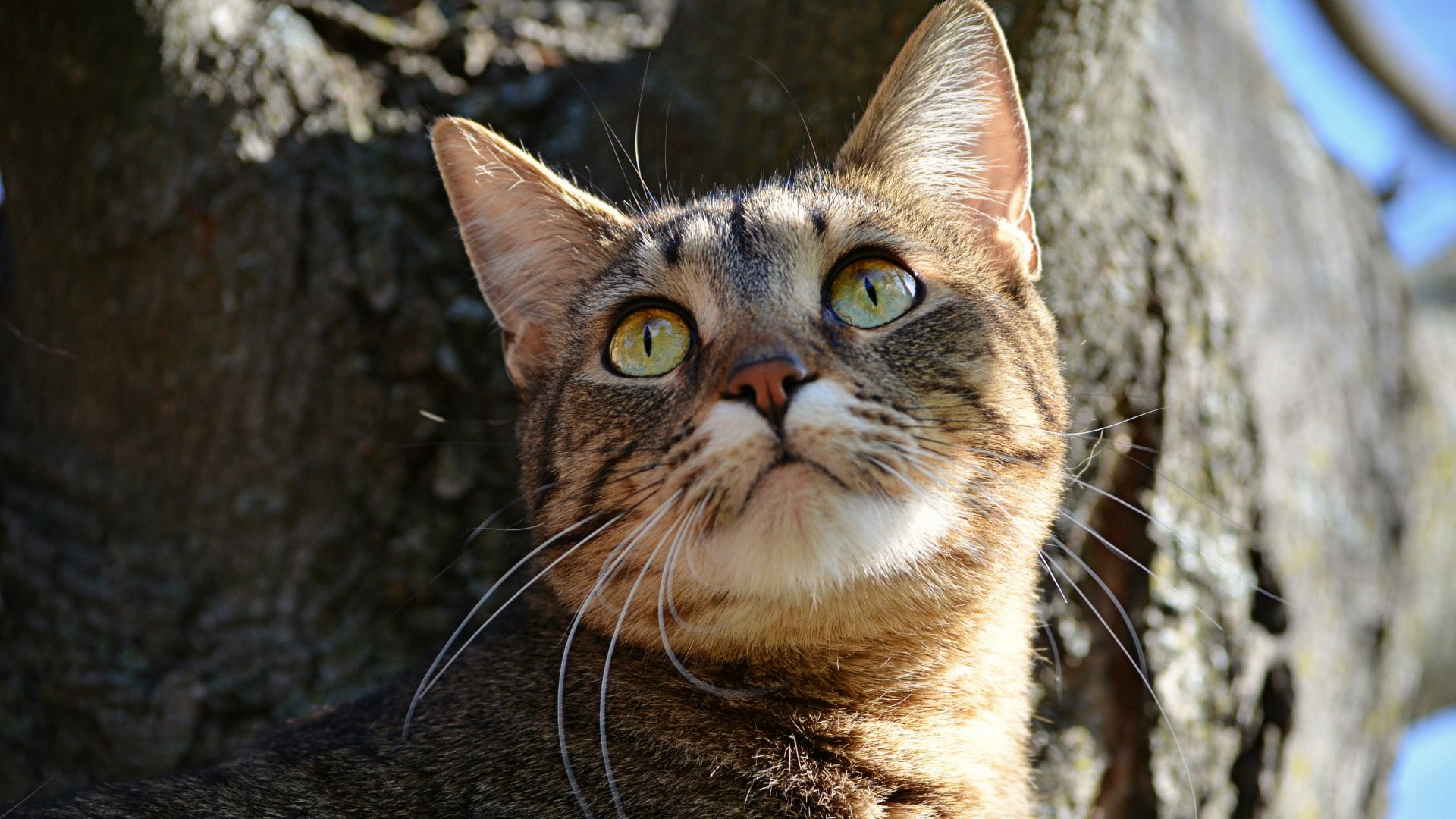 1080P, domestic cat, cat, eyes, HD Wallpaper