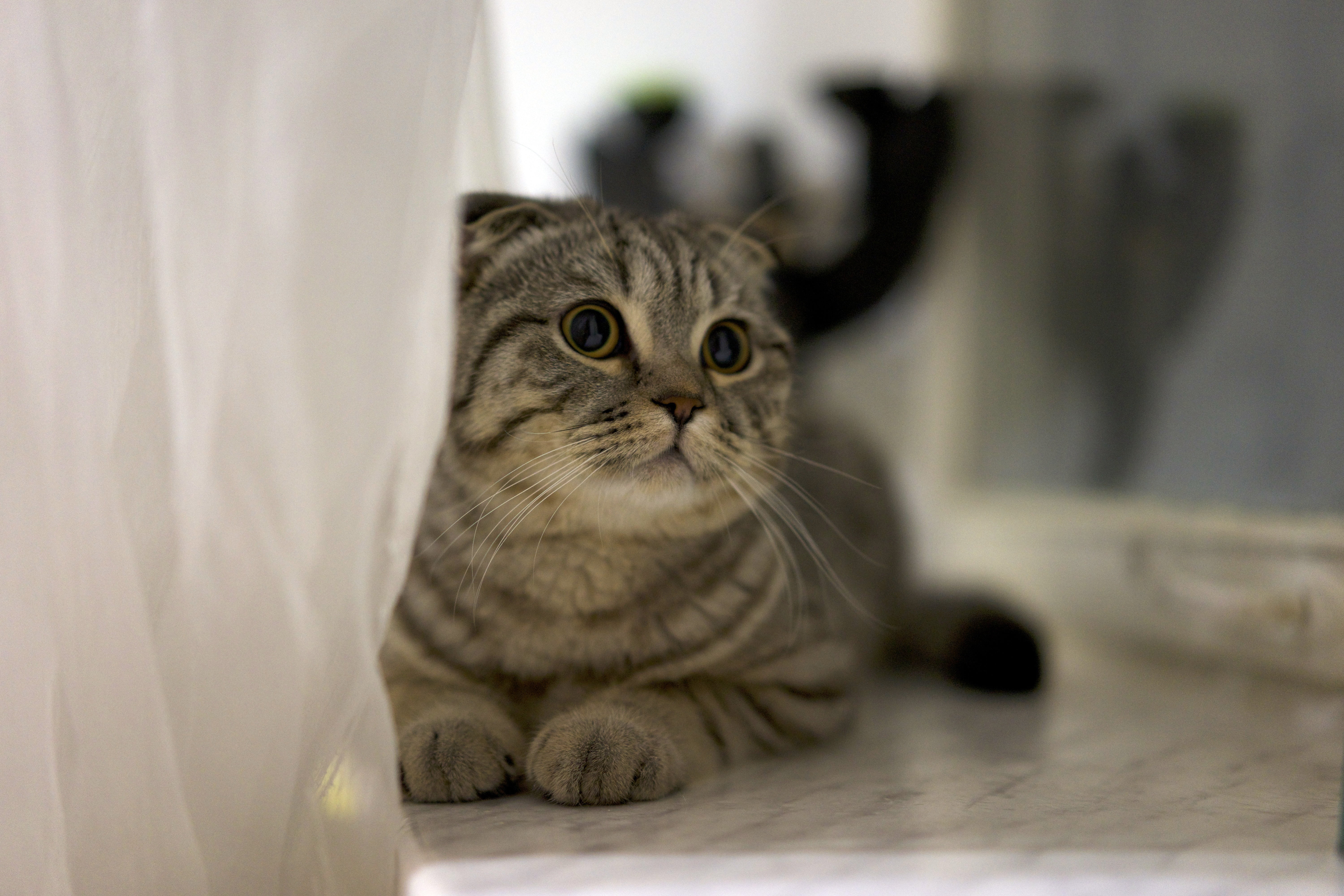 portrait, kitty, looking at camera, indoors, mammal, pet, sitting, cat, young animal, lying, animal head, domestic animals, focus on foreground, one animal, HD Wallpaper