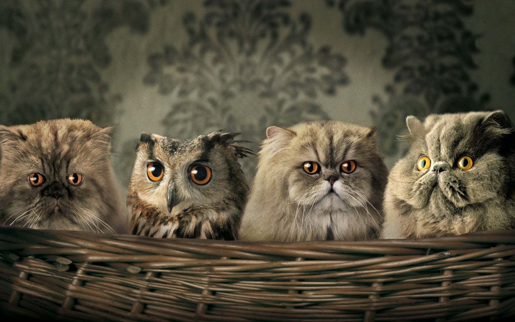 pets, gray, humor, baskets, indoors, cats, portrait, owl, animal themes, cat, vertebrate, domestic, animal head, domestic cat, 720P, mammal, basket, one, HD Wallpaper