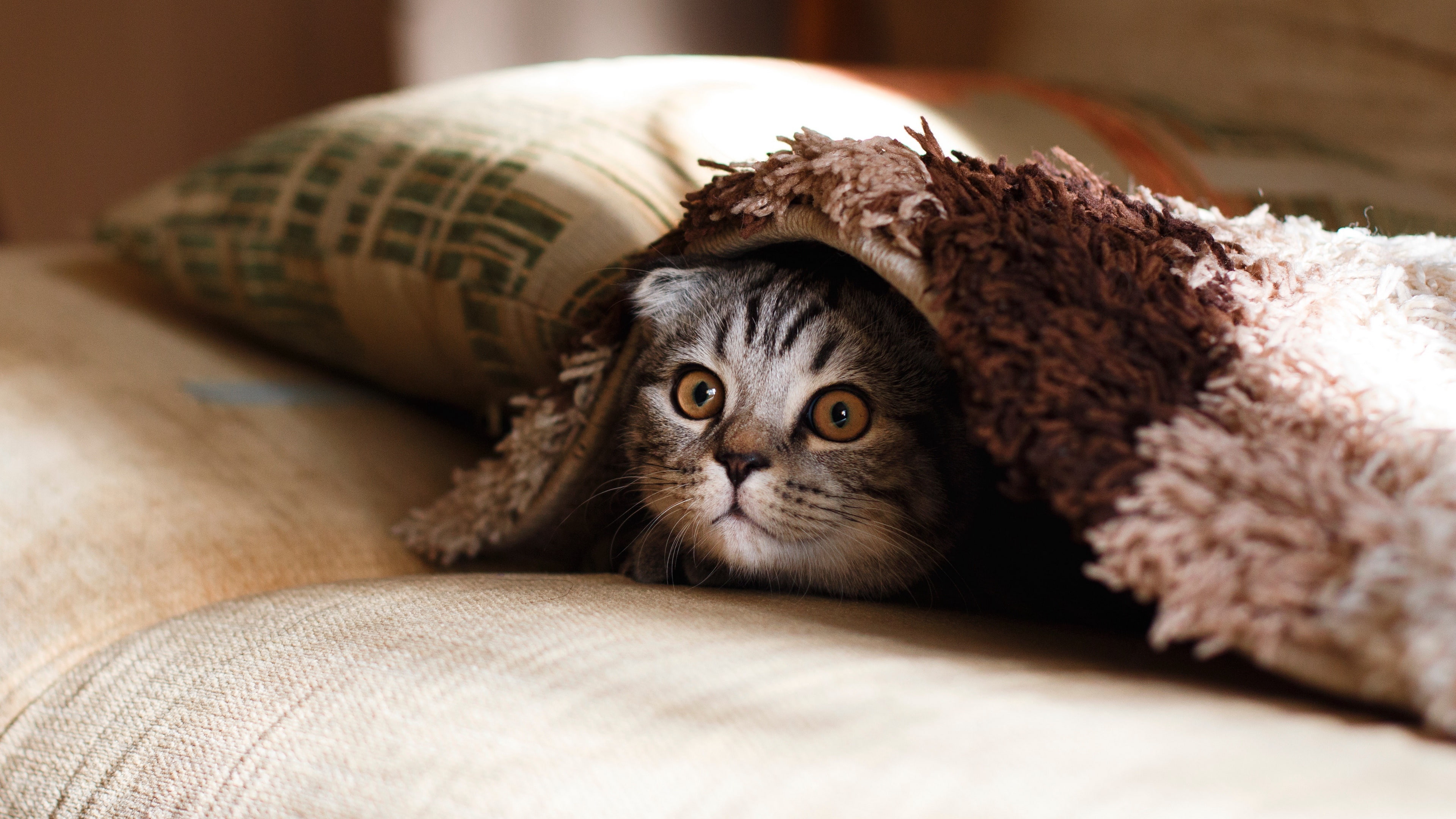 eye, 4K, case, pillow, snout, cat, fur, paw, kitten, animal, whiskers, blanket, HD Wallpaper