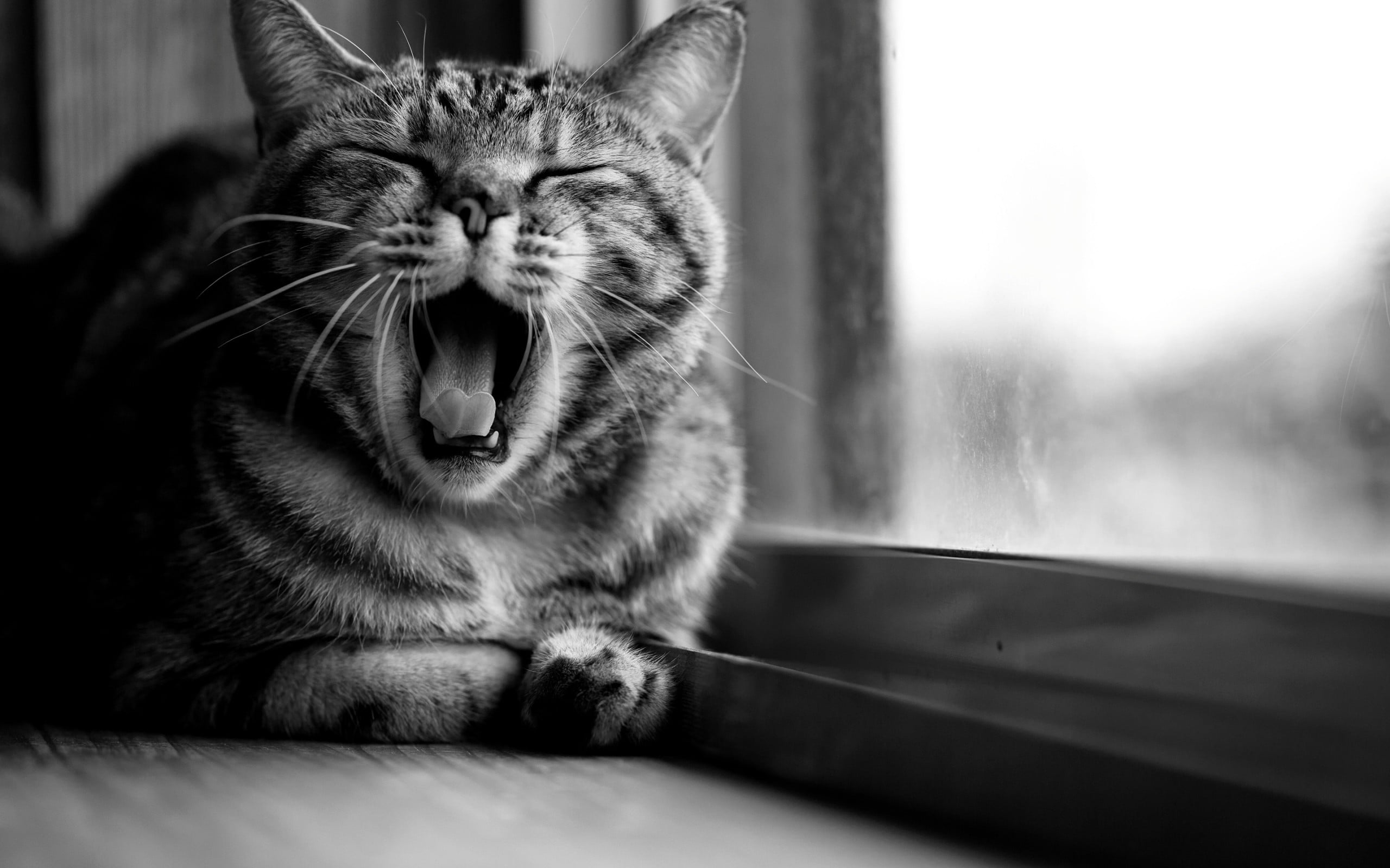 photo, one animal, no people, whisker, cat, monochrome, yawning, window, animal themes, animal, facial expression, mouth open, domestic, animal mouth, mouth, HD Wallpaper