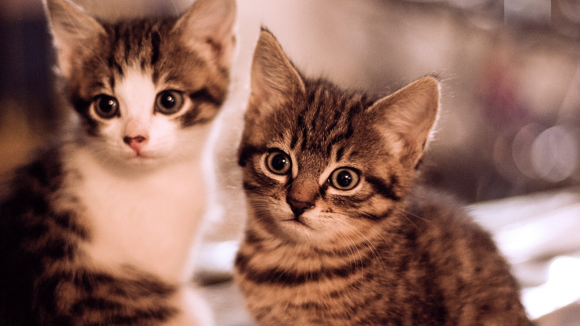 young animal, no people, cat, portrait, feline, animal head, animals, pets, domestic, animal eye, tabby, two animals, mammal, animal themes, kitten, two, HD Wallpaper